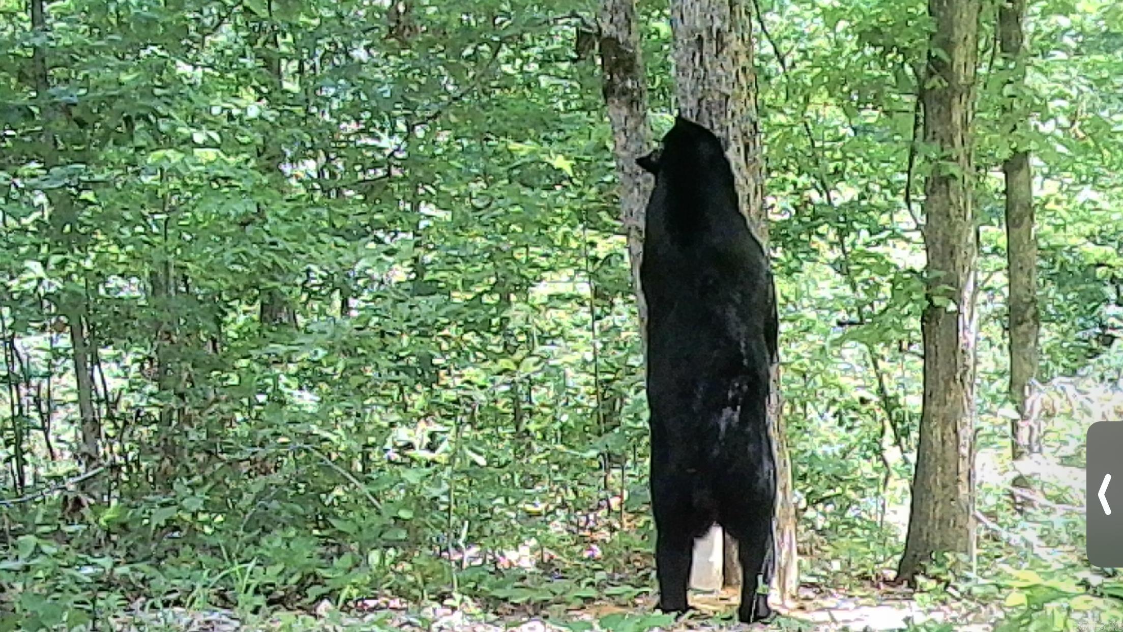 2873 Gutter Road  Harriet, AR