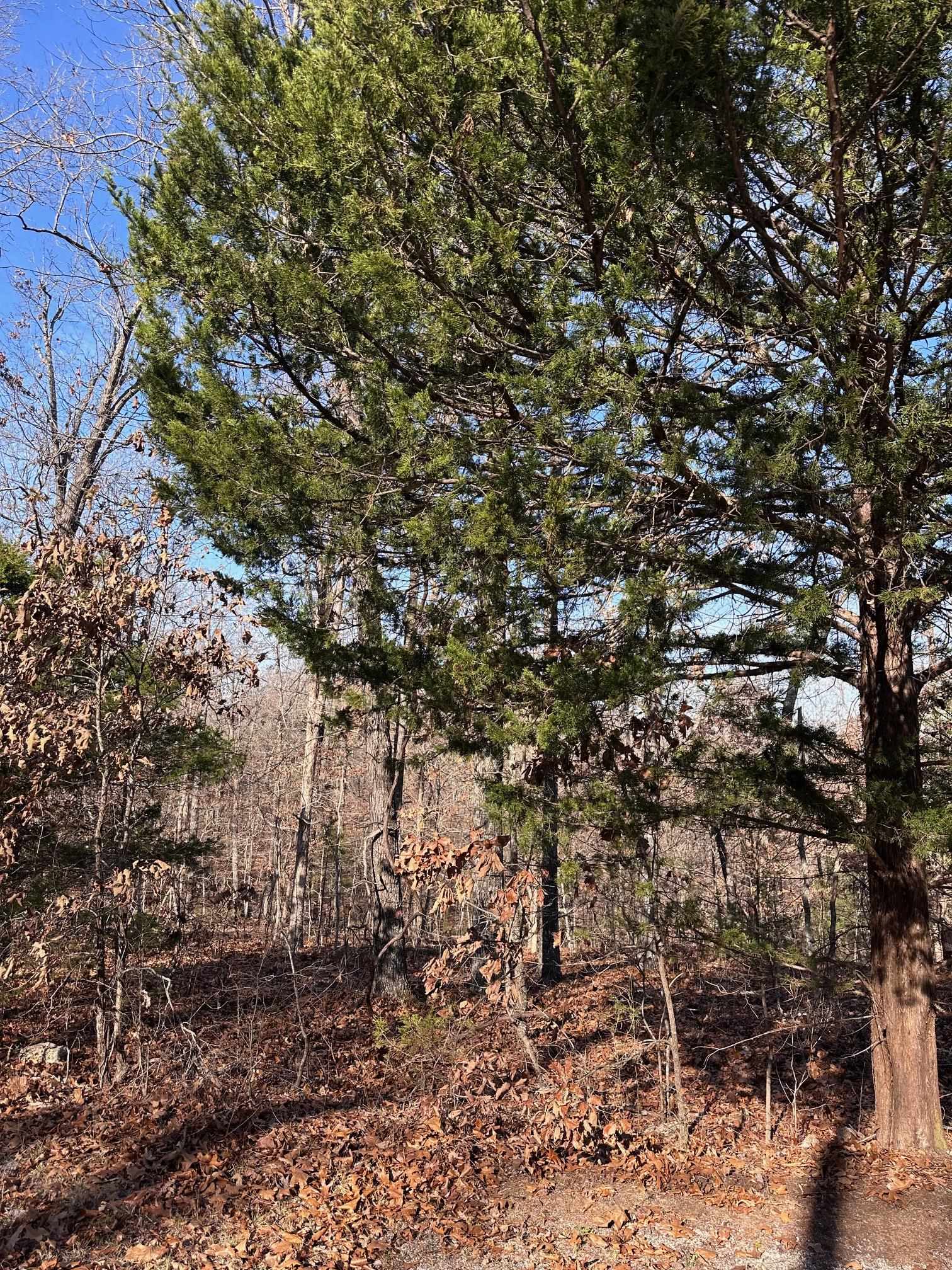 0 Loxahatchee  Cherokee Village, AR