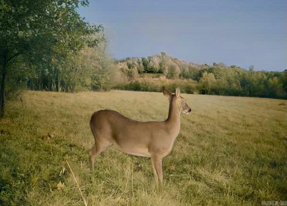 150 Twin Creeks  Ben Lomond, AR