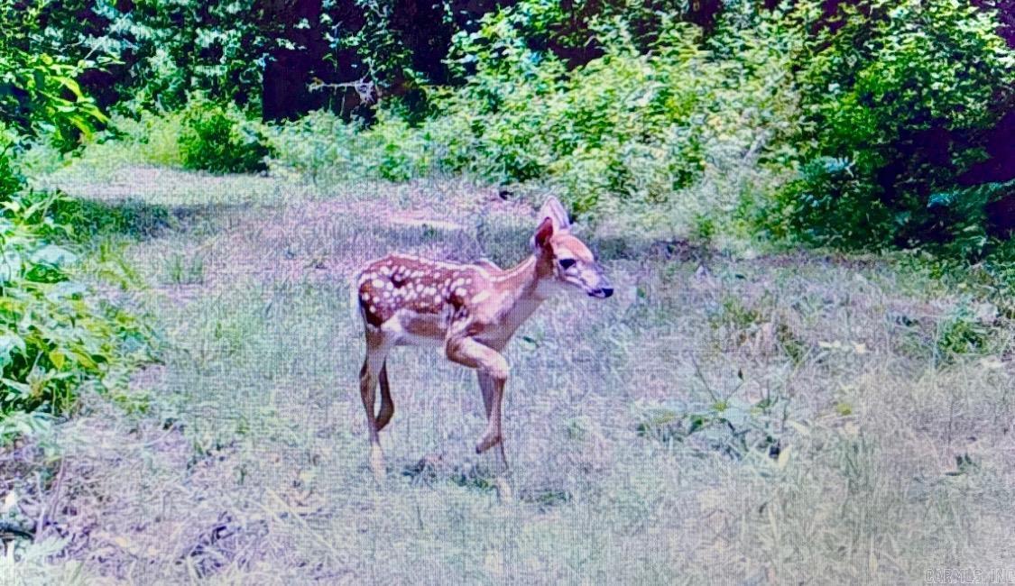 150 Twin Creeks  Ben Lomond, AR