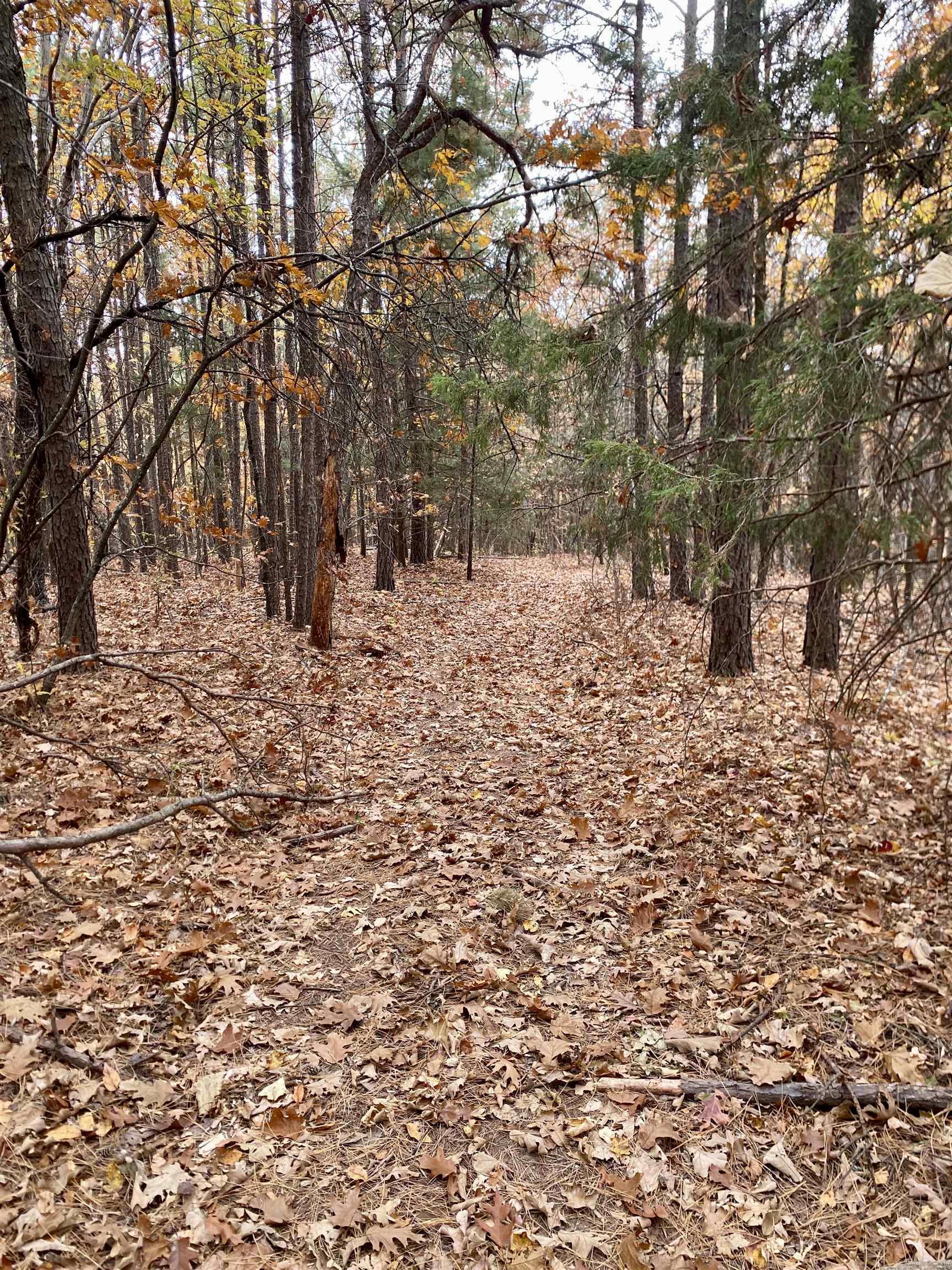 40 Acres +/- Off CR 4540  Ozone, AR