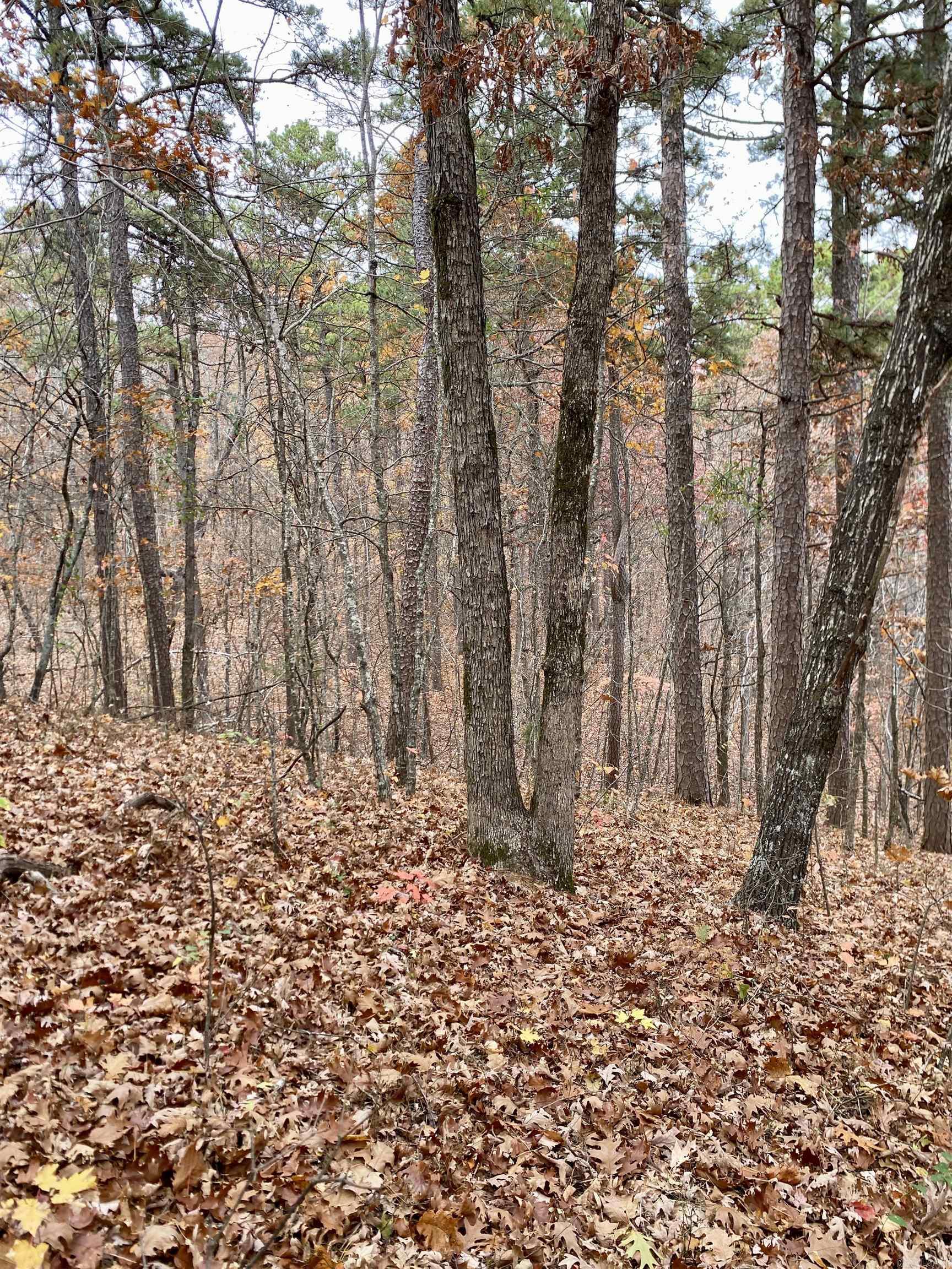 40 Acres +/- Off CR 4540  Ozone, AR