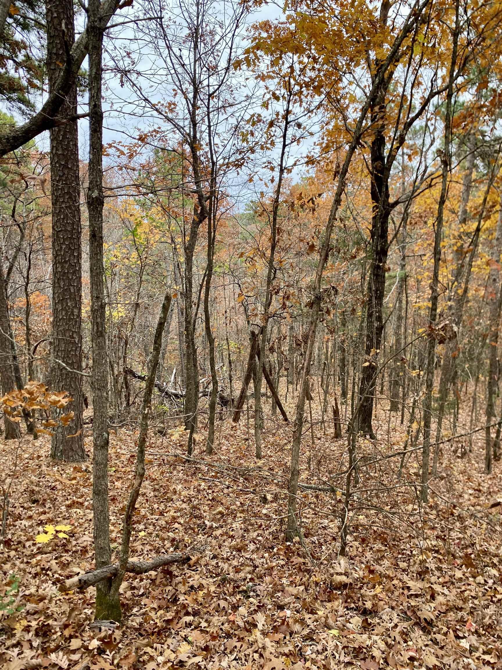 40 Acres +/- Off CR 4540  Ozone, AR