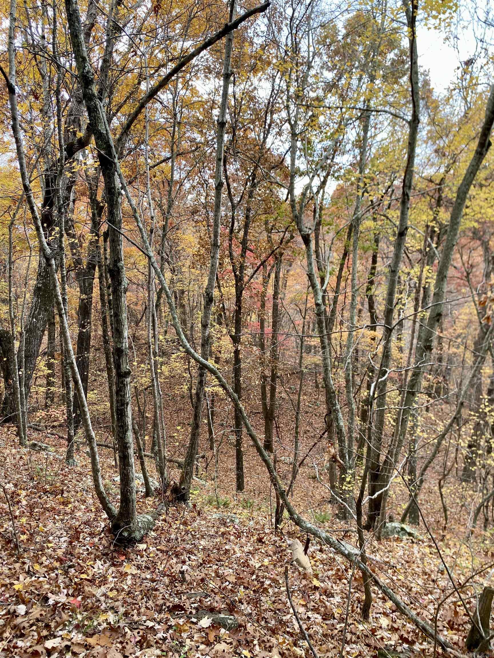 40 Acres +/- Off CR 4540  Ozone, AR