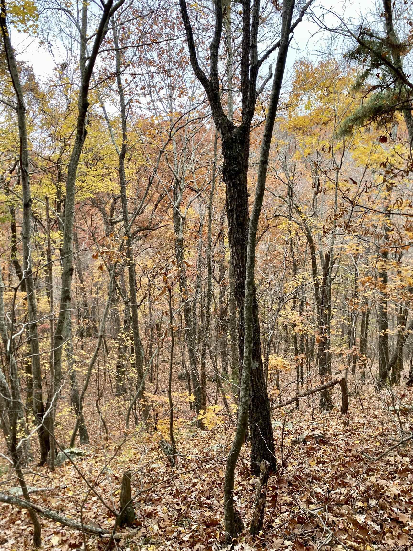 40 Acres +/- Off CR 4540  Ozone, AR