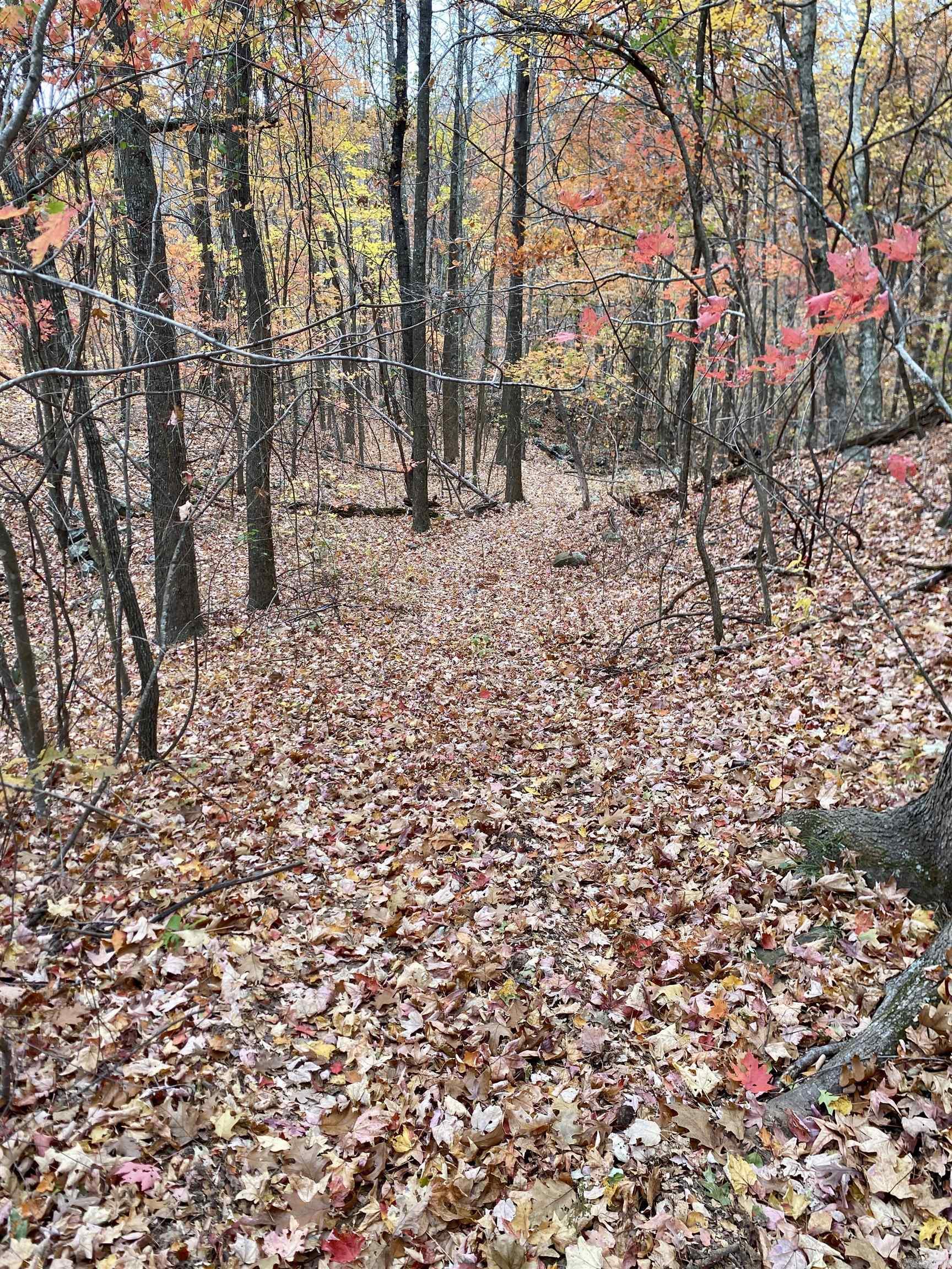 40 Acres +/- Off CR 4540  Ozone, AR