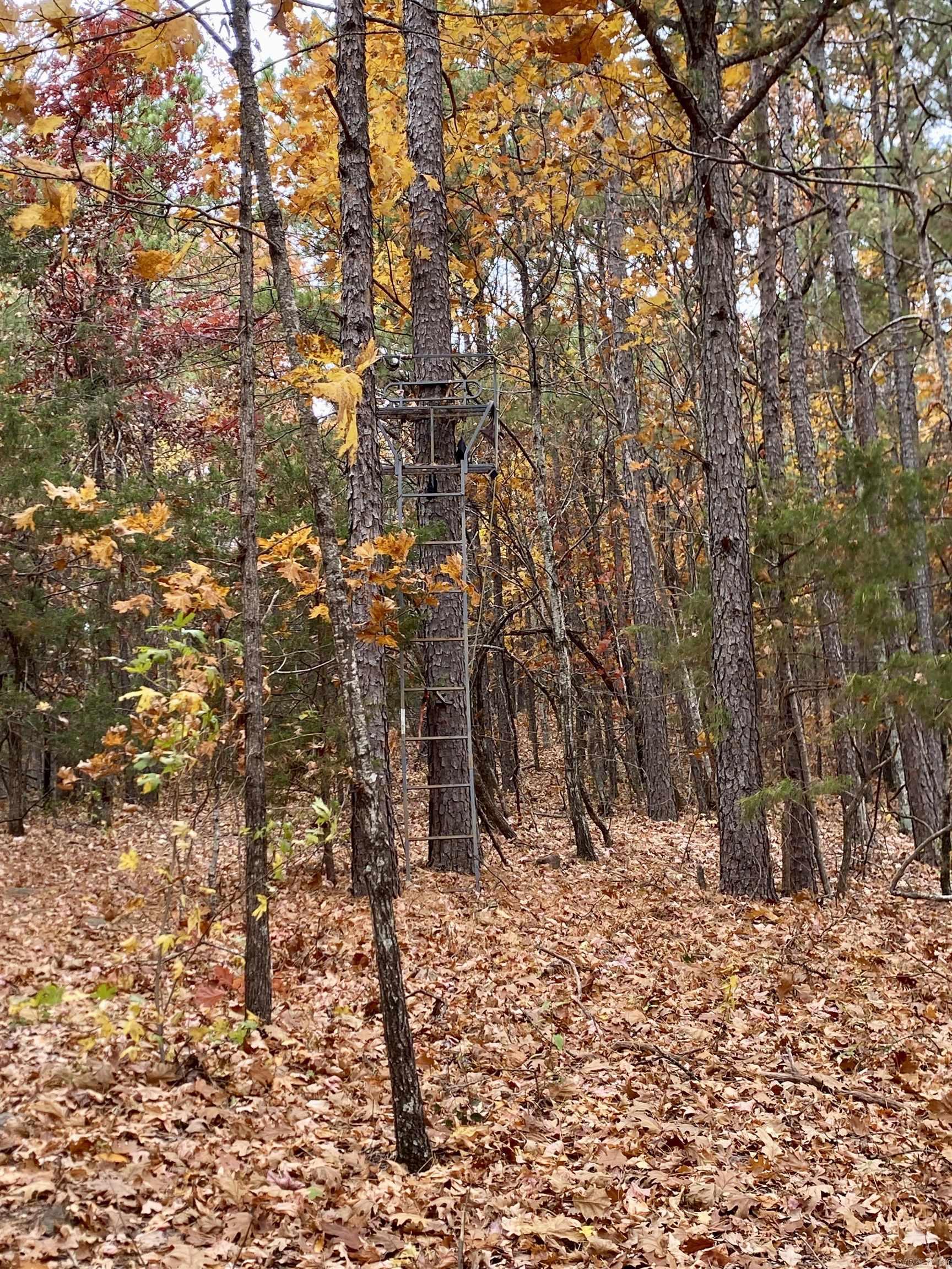 40 Acres +/- Off CR 4540  Ozone, AR