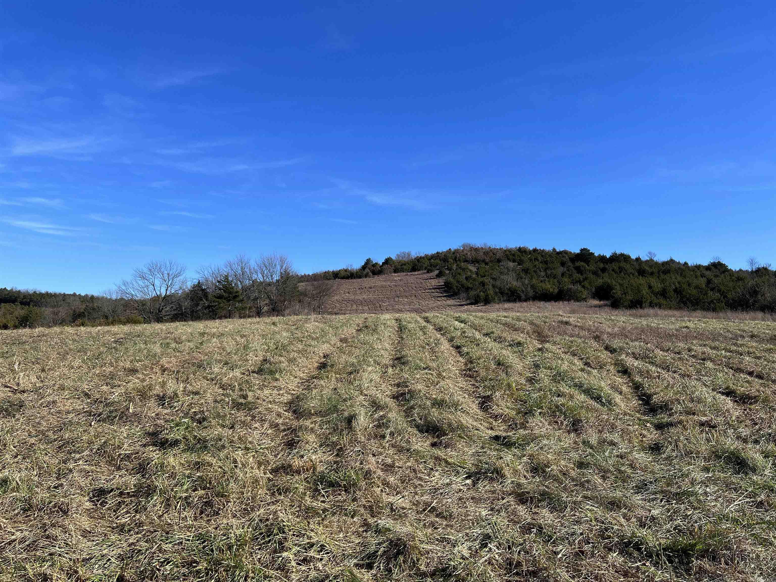  Whitetail  Harrison, AR