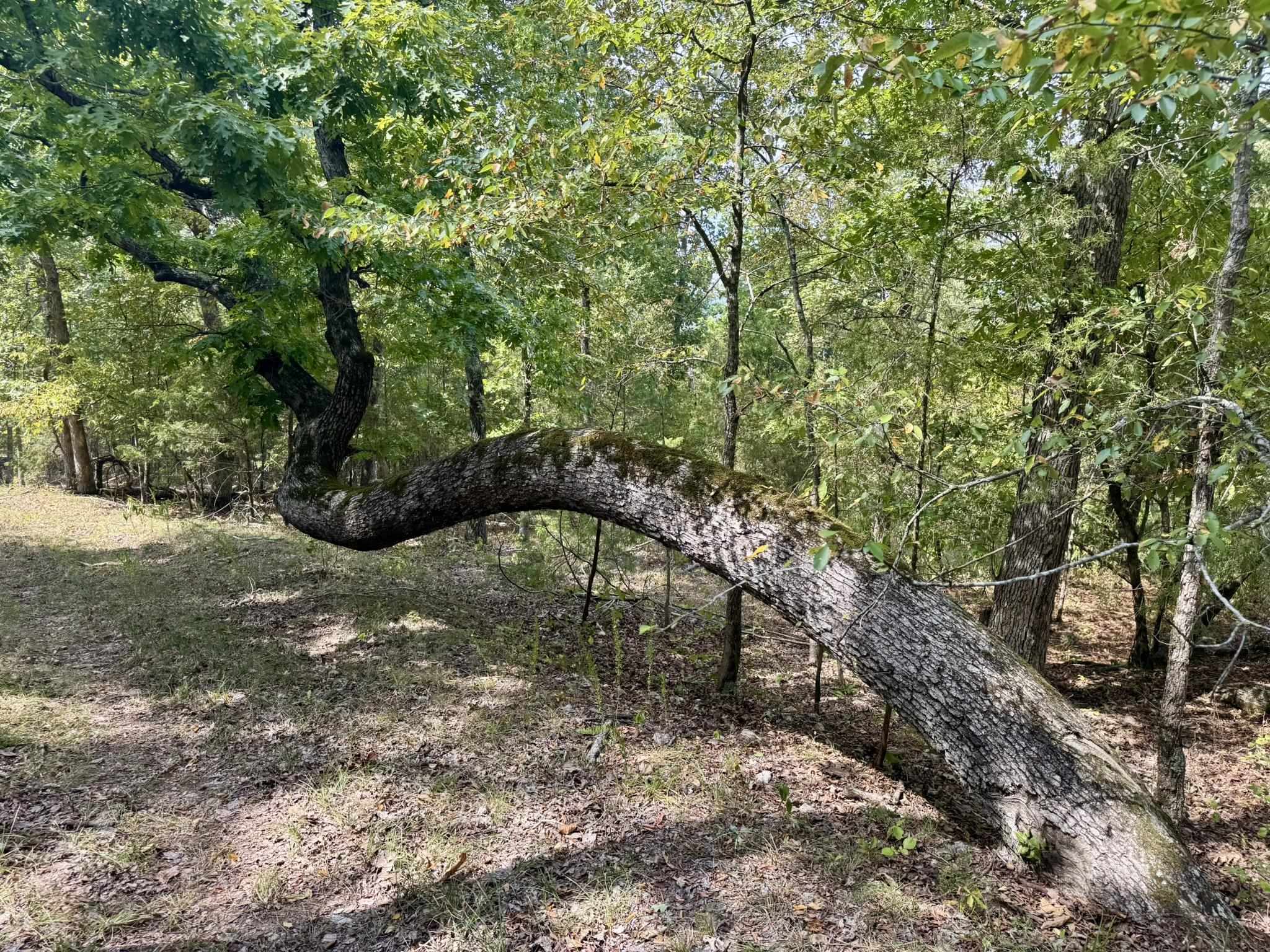 70 Mount Olive Road  Melbourne, AR