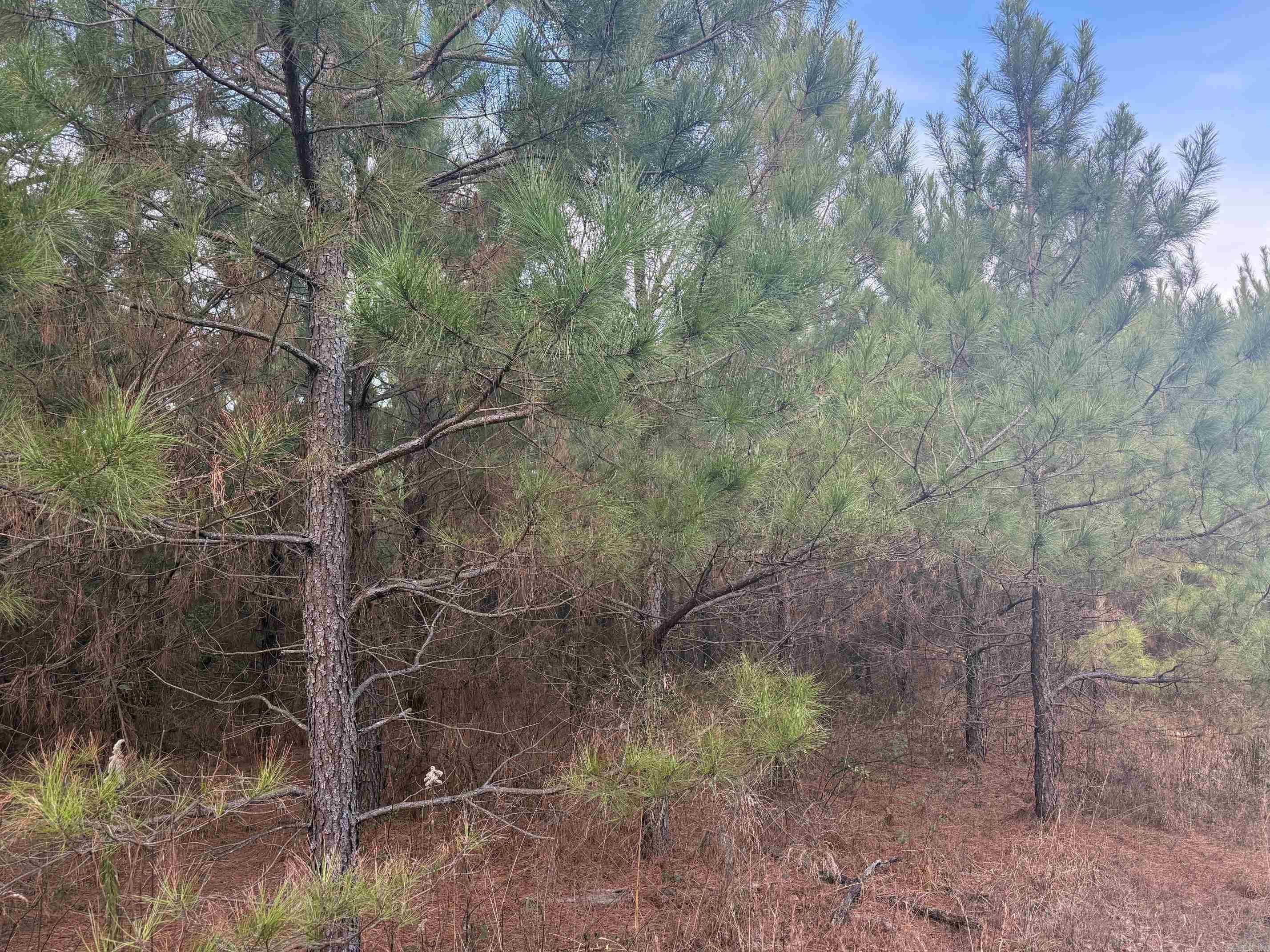 TBD Polk Road 40  Mena, AR