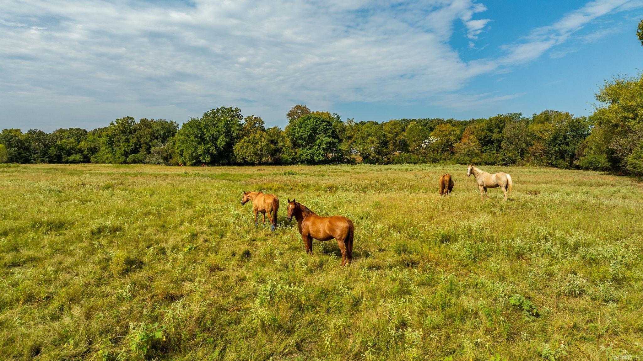 1431 Red Hill  Mount Vernon, AR