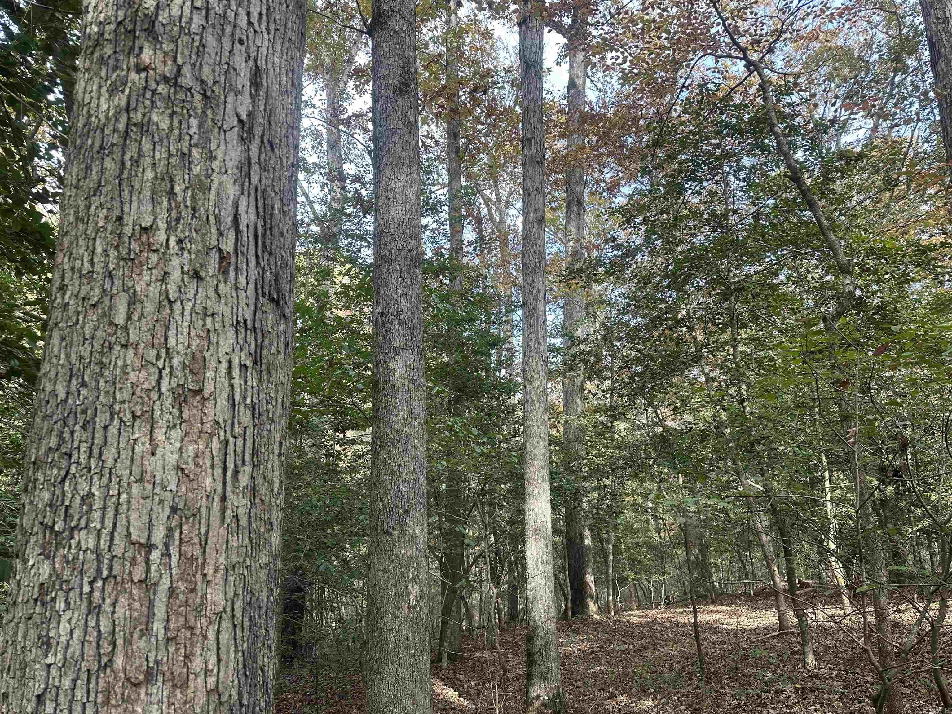 TBD Dirt Dobber Rd  Bauxite, AR