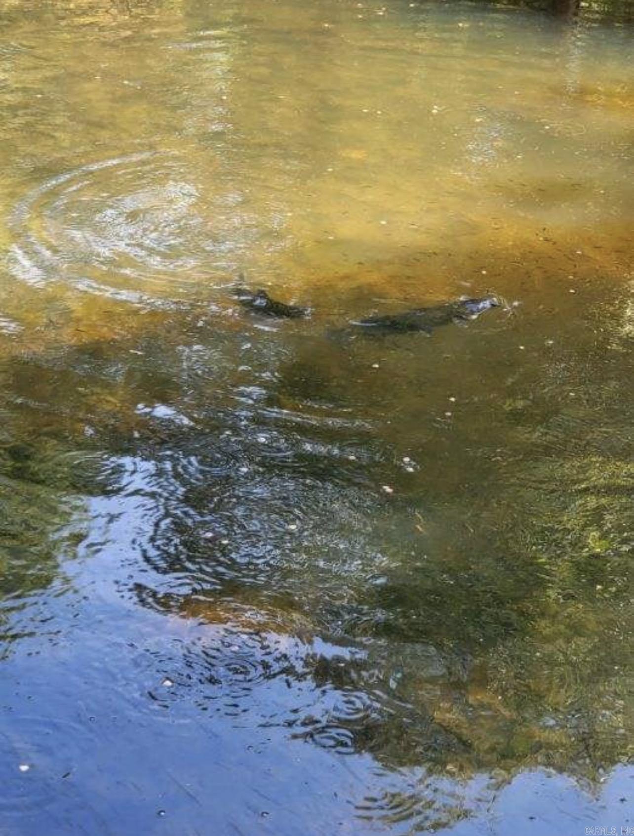 5681 MC 5014  Everton, AR