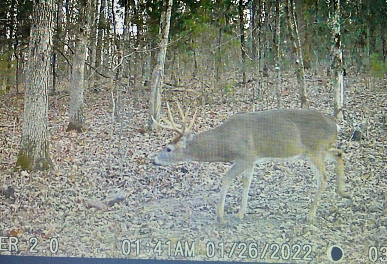 1245 CR 124  Calico Rock, AR