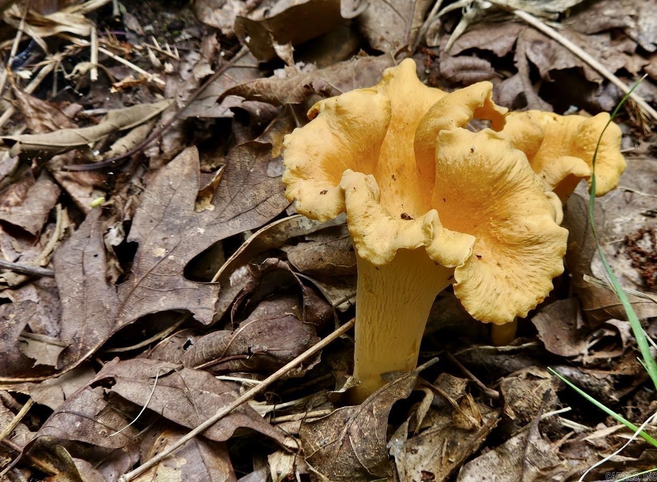 1245 CR 124  Calico Rock, AR