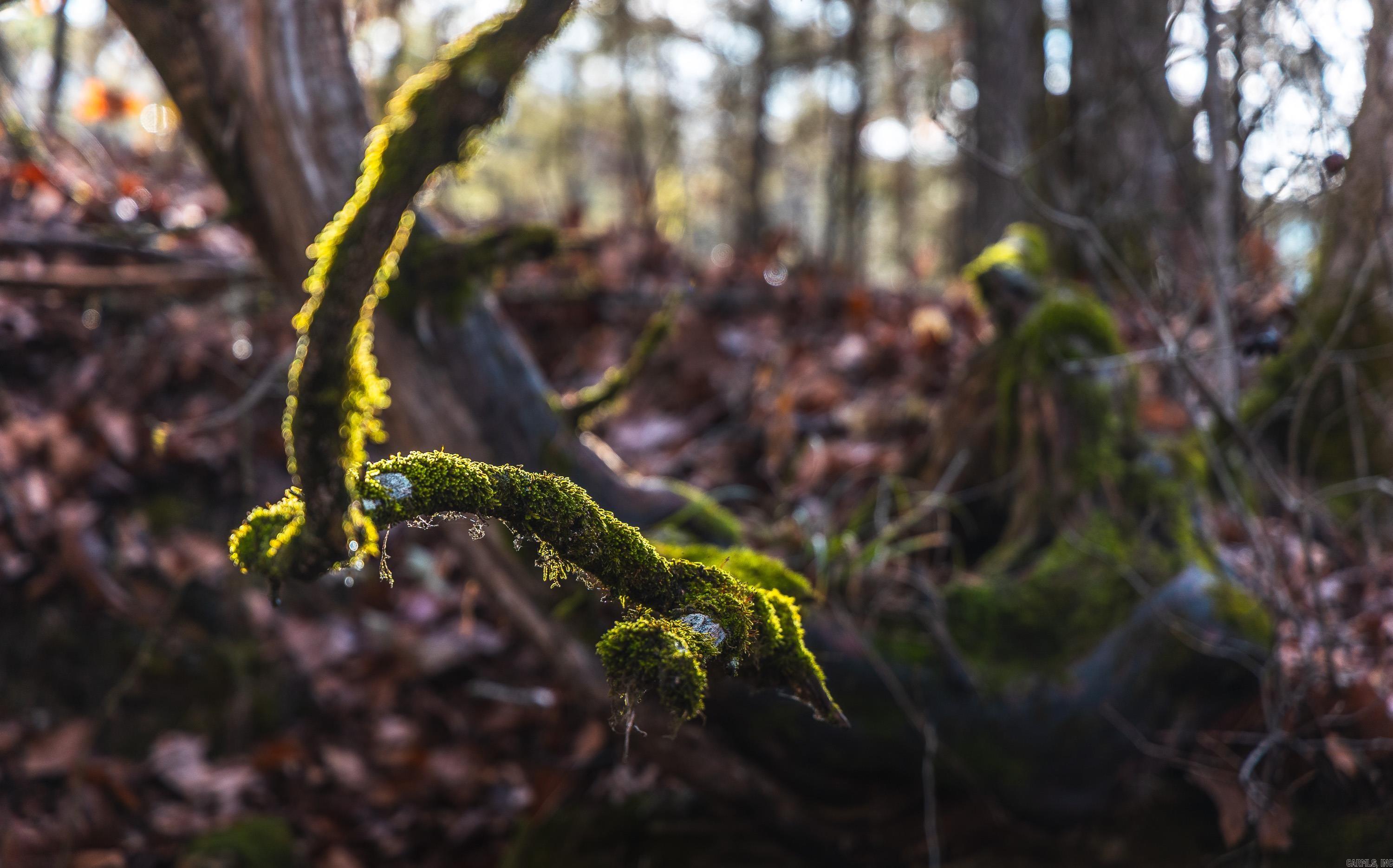 1245 CR 124  Calico Rock, AR