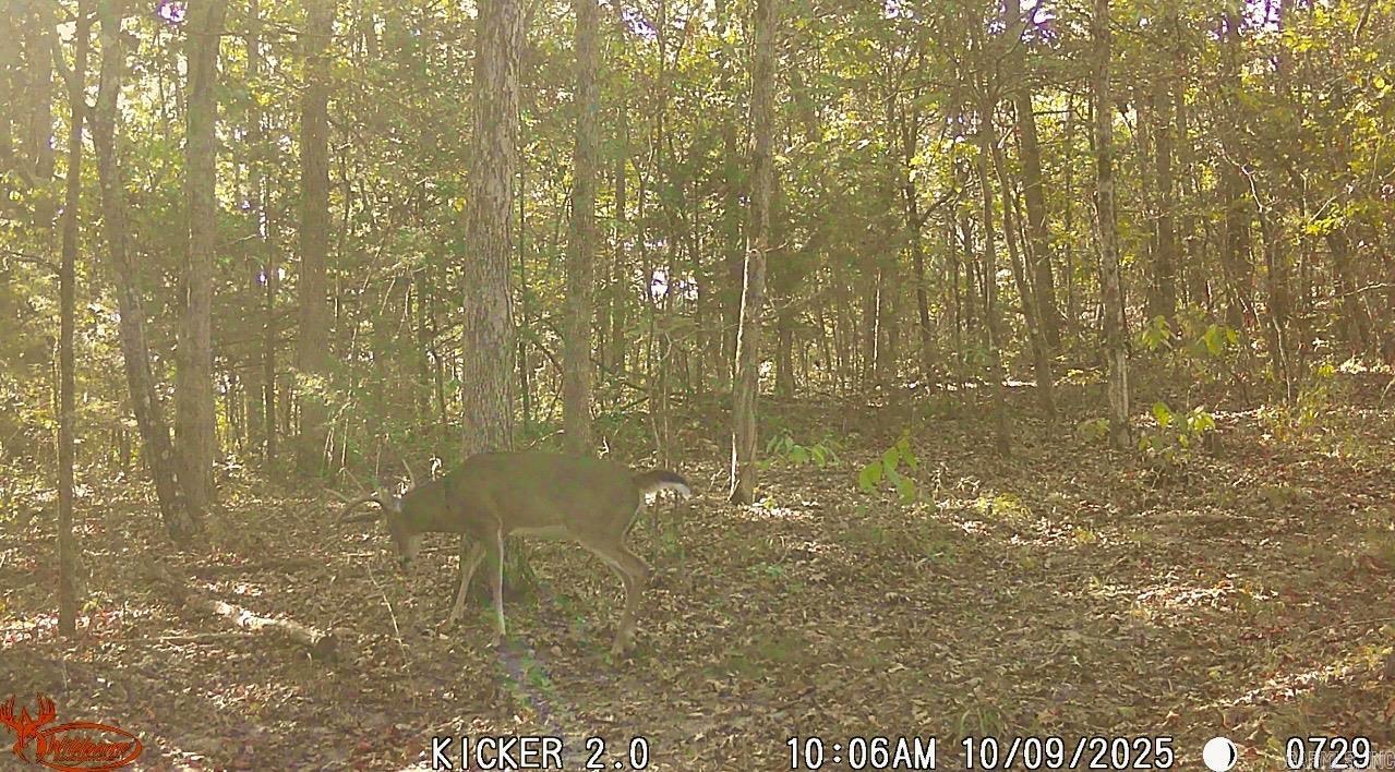 1245 CR 124  Calico Rock, AR