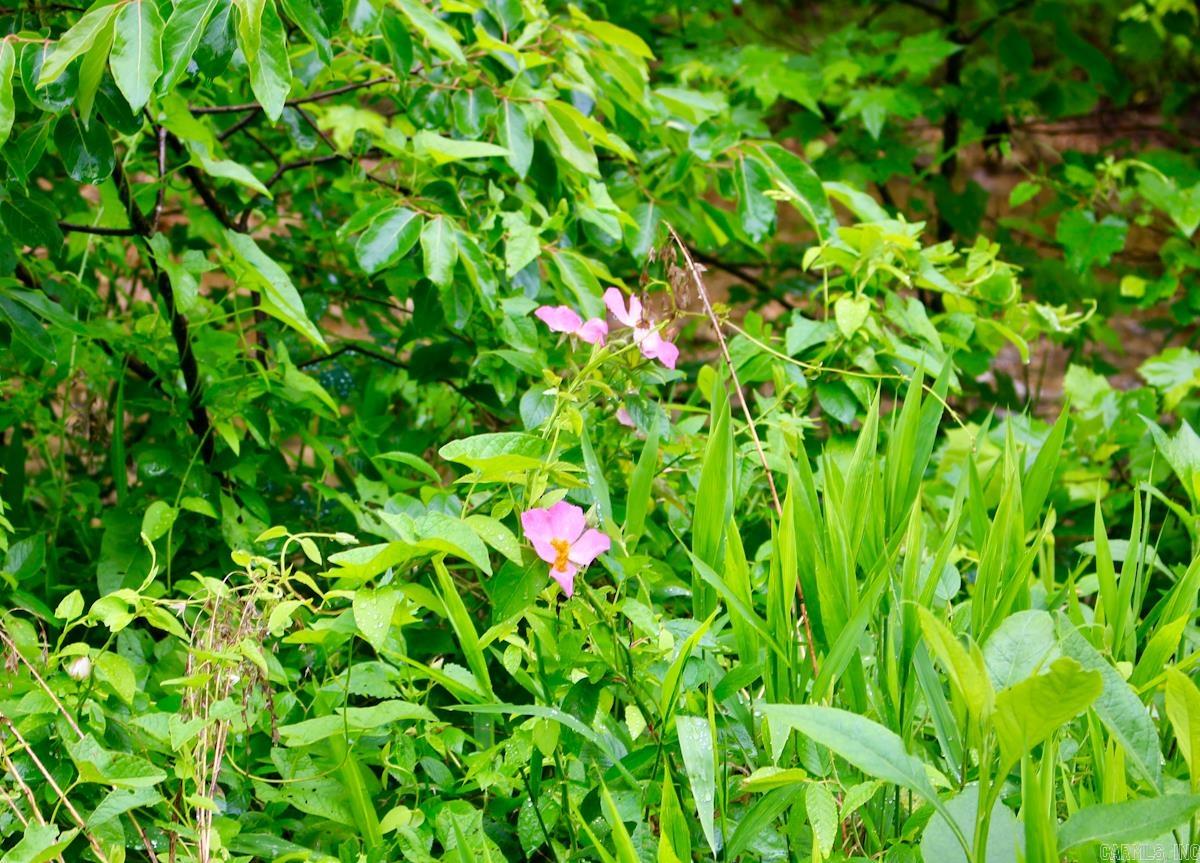 1245 CR 124  Calico Rock, AR