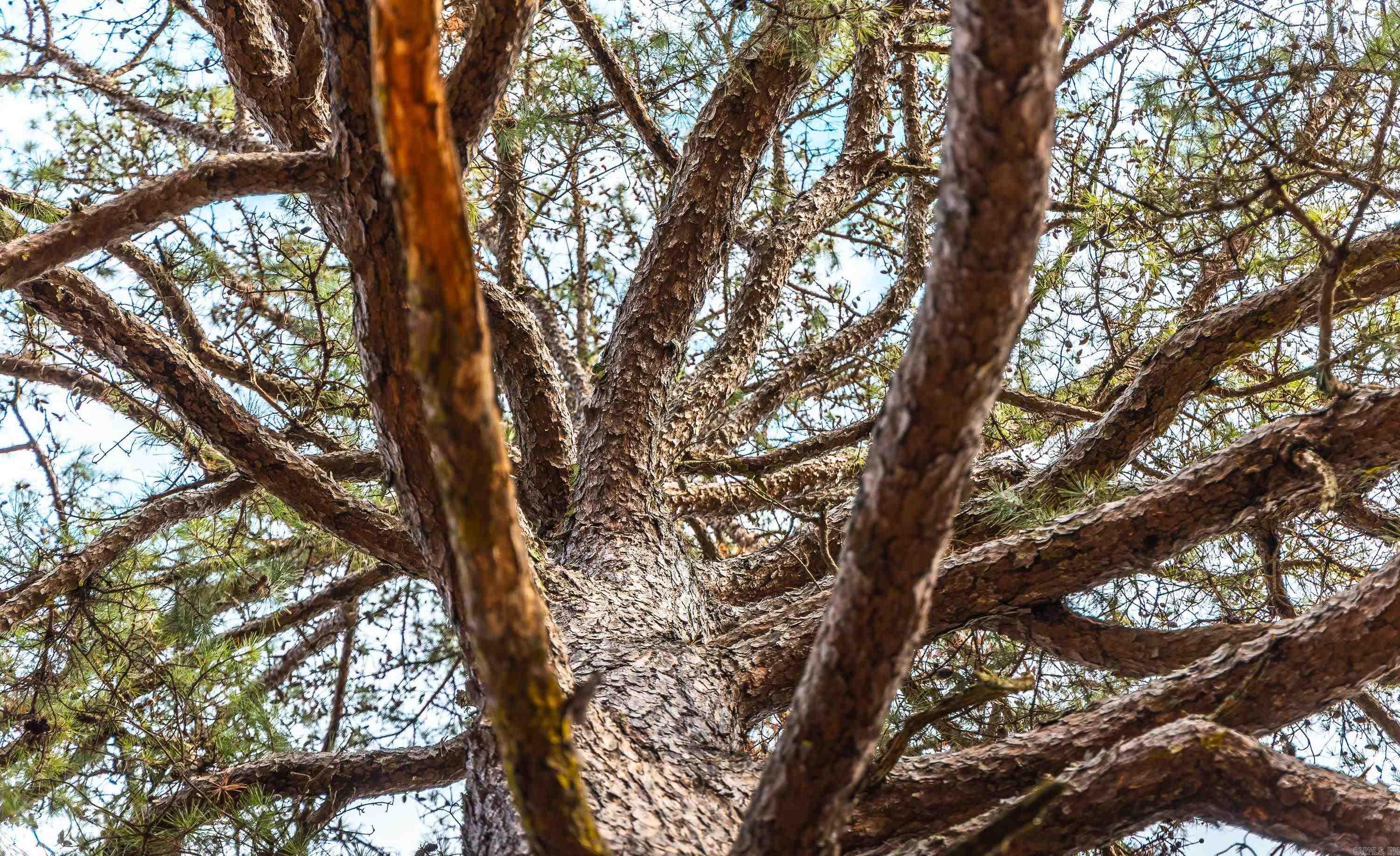 1245 CR 124  Calico Rock, AR