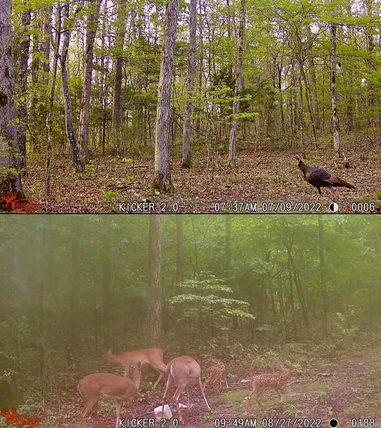 1245 CR 124  Calico Rock, AR