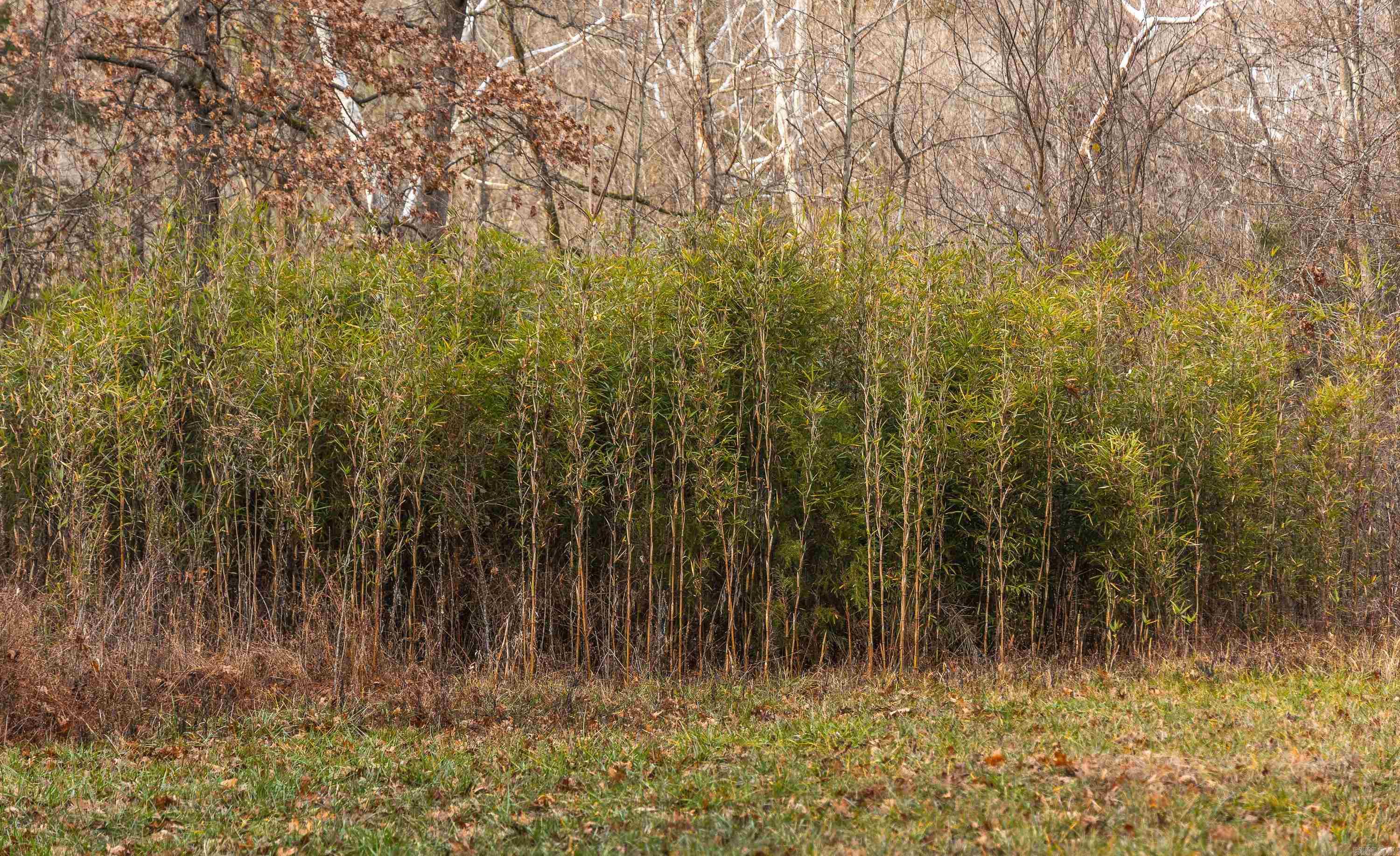 1245 CR 124  Calico Rock, AR