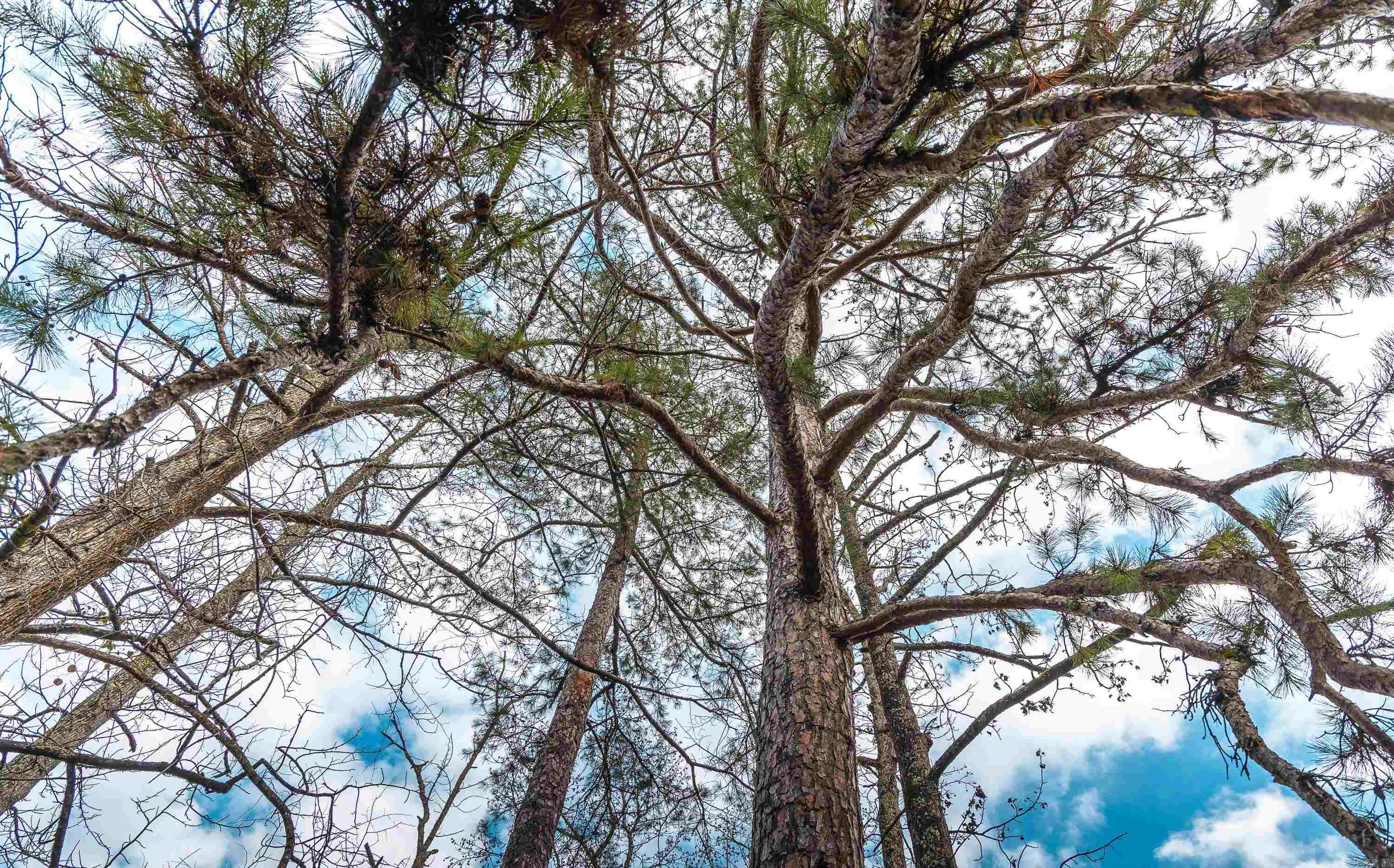 1245 CR 124  Calico Rock, AR