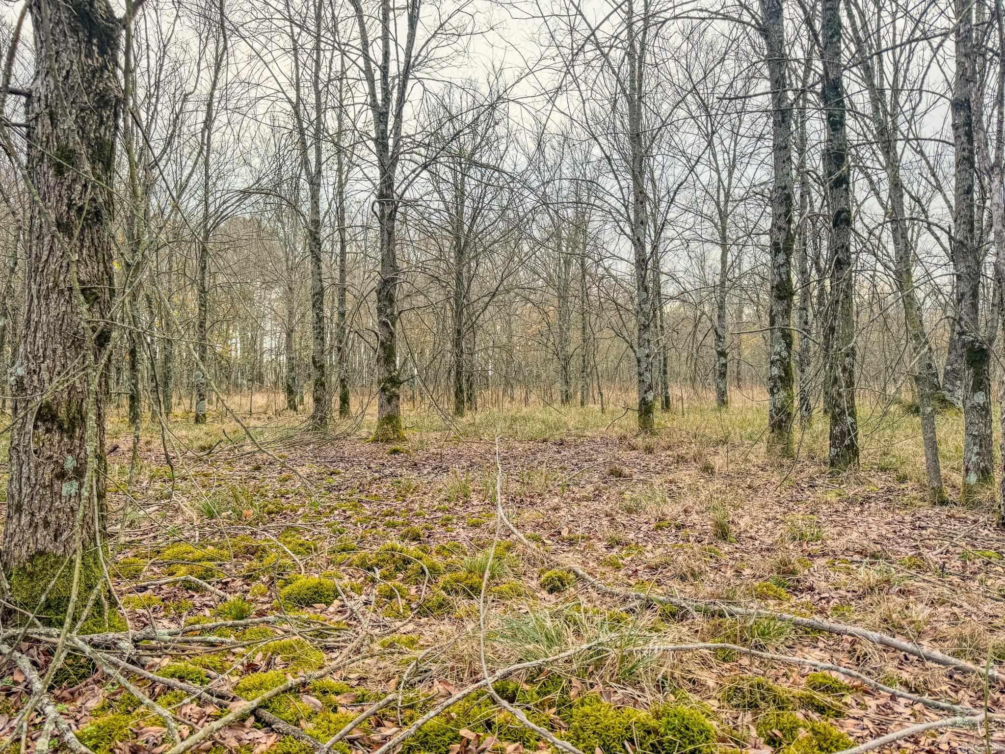  Shiloh Cemetary Rd.  Holly Grove, AR