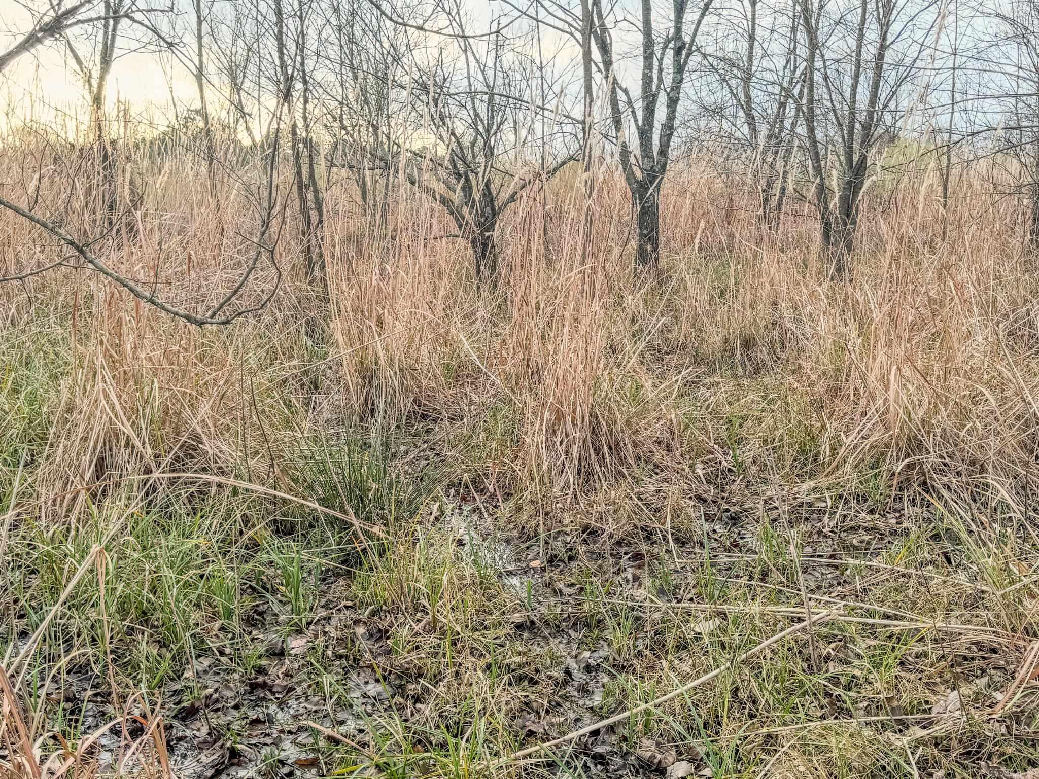  Shiloh Cemetary Rd.  Holly Grove, AR