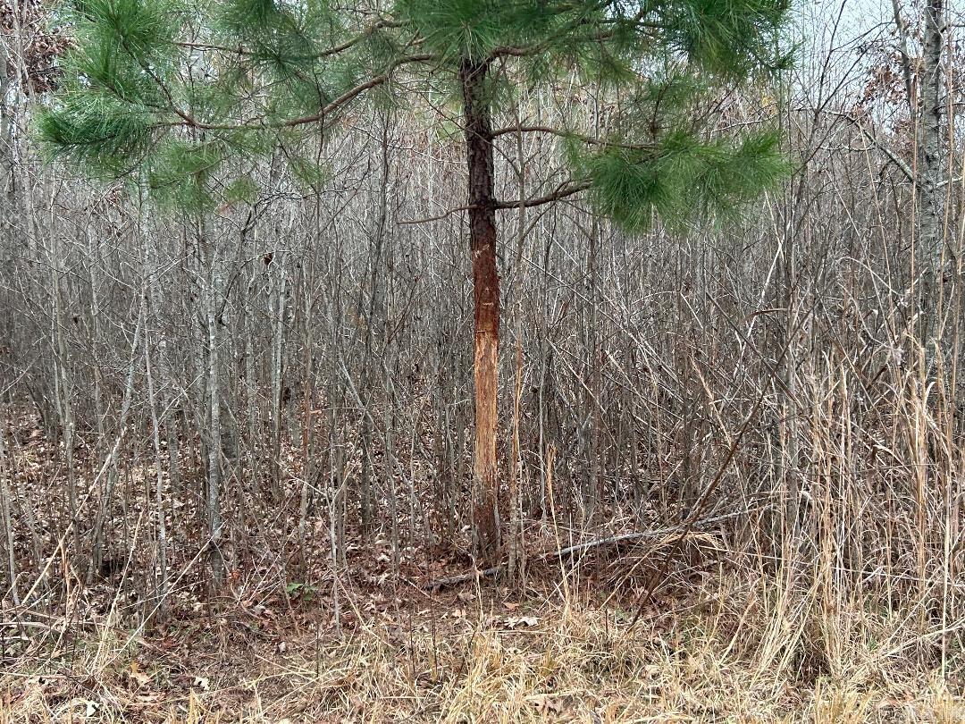 0 Phillips Rd 358  Poplar Grove, AR