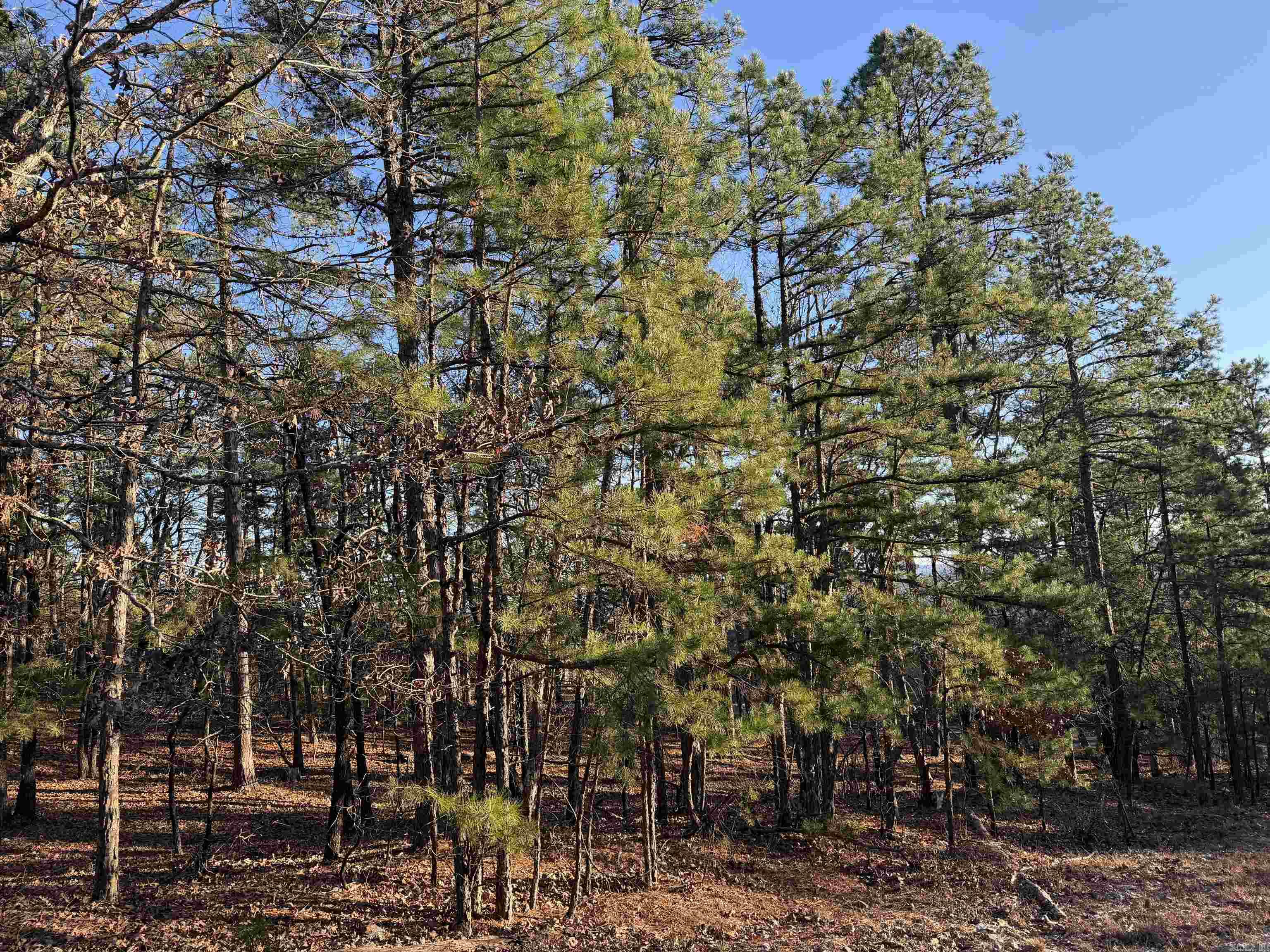 5 Vecilla  Hot Springs Village, AR