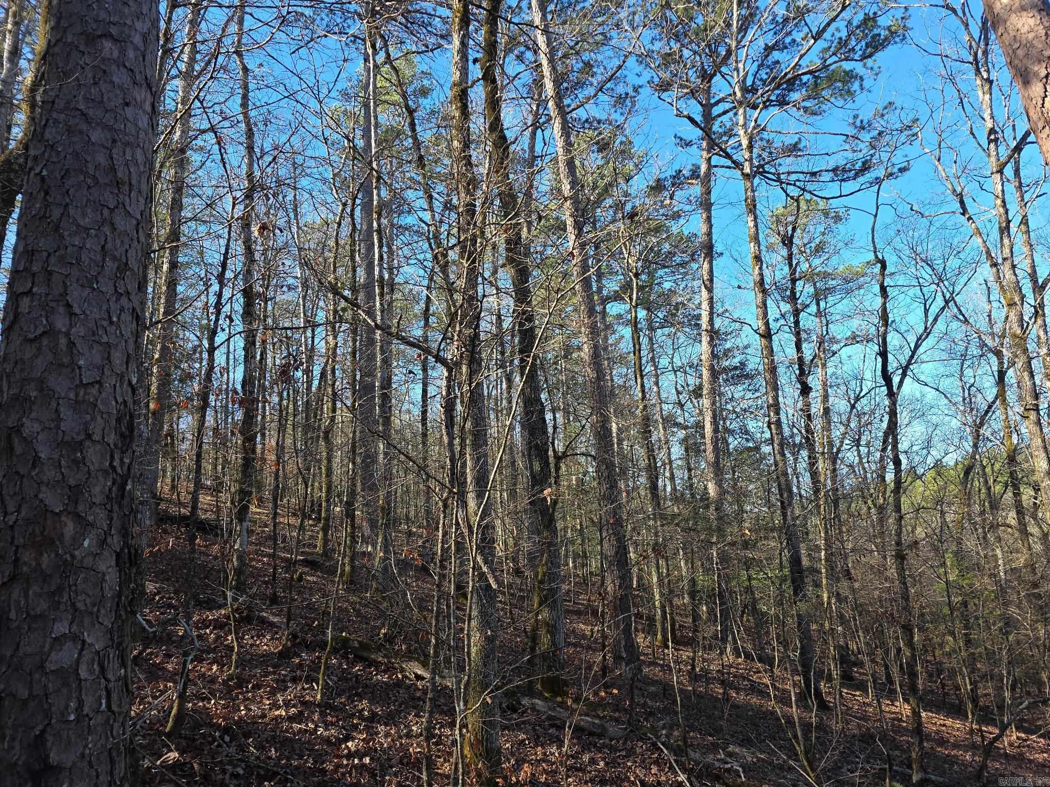 TBD To Be Named  Gillham, AR