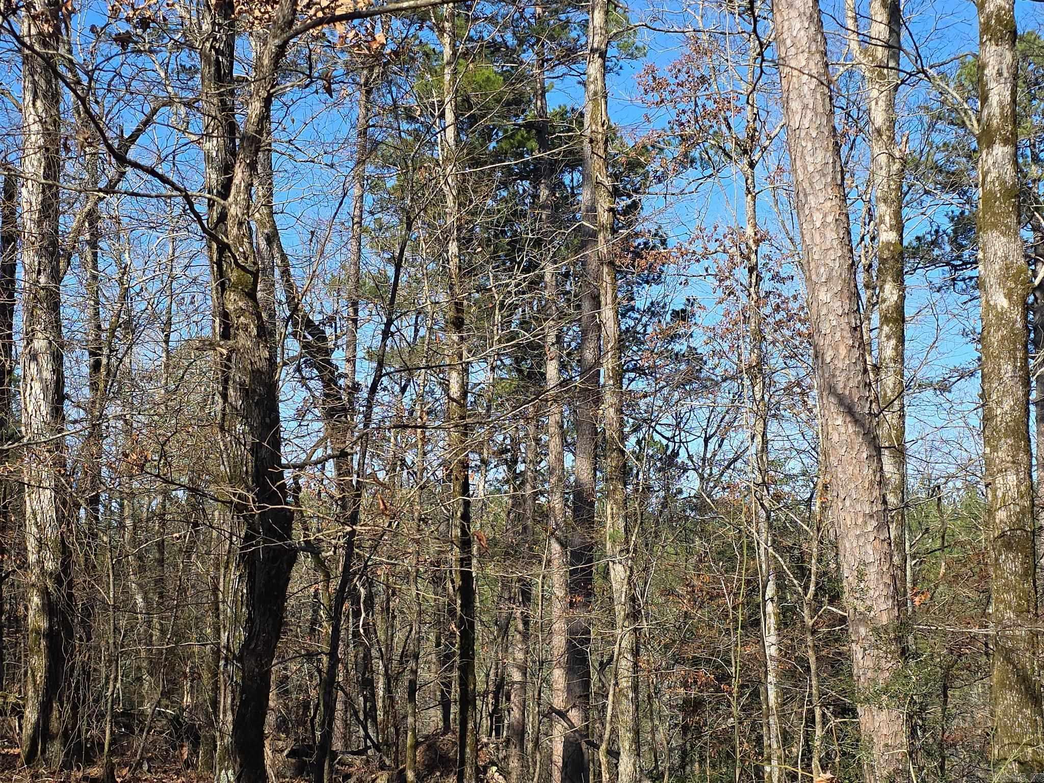 TBD To Be Named  Gillham, AR