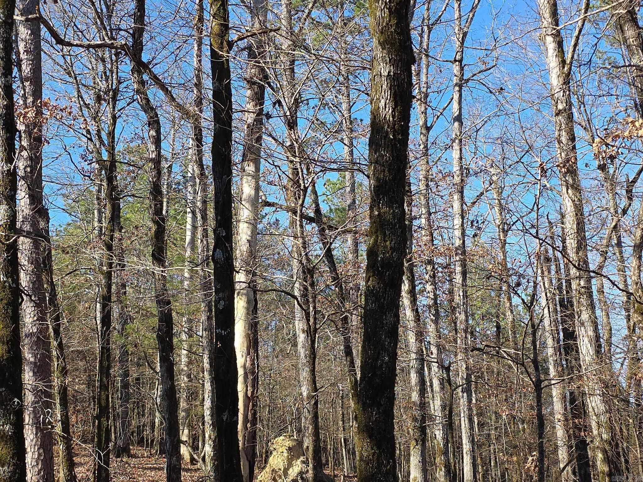 TBD To Be Named  Gillham, AR