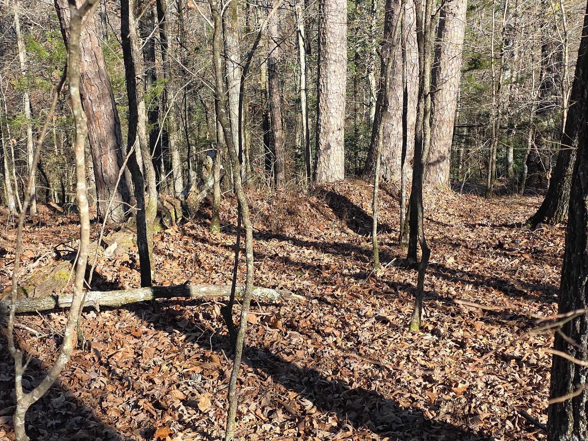 TBD To Be Named  Gillham, AR