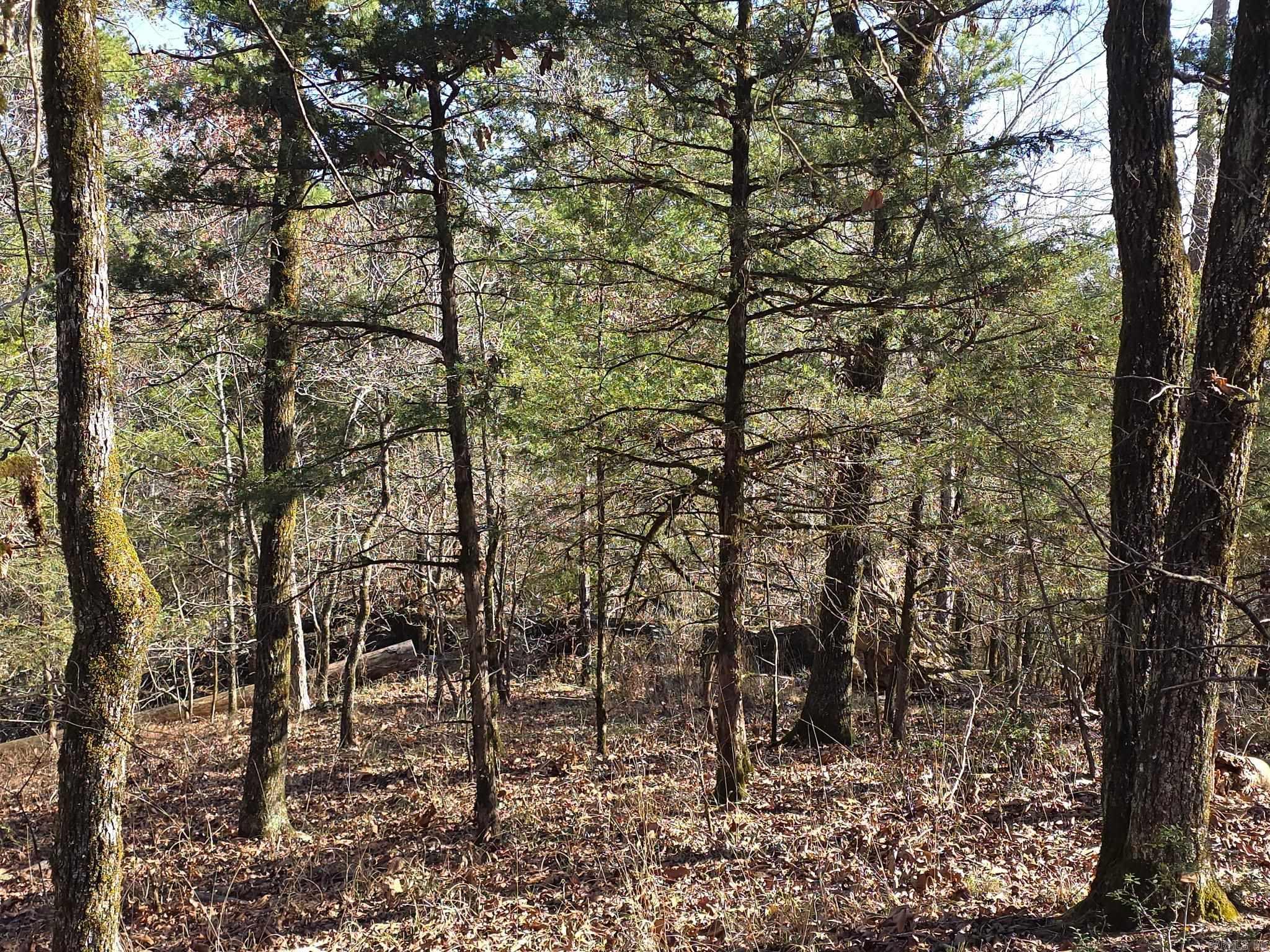 TBD To Be Named  Gillham, AR