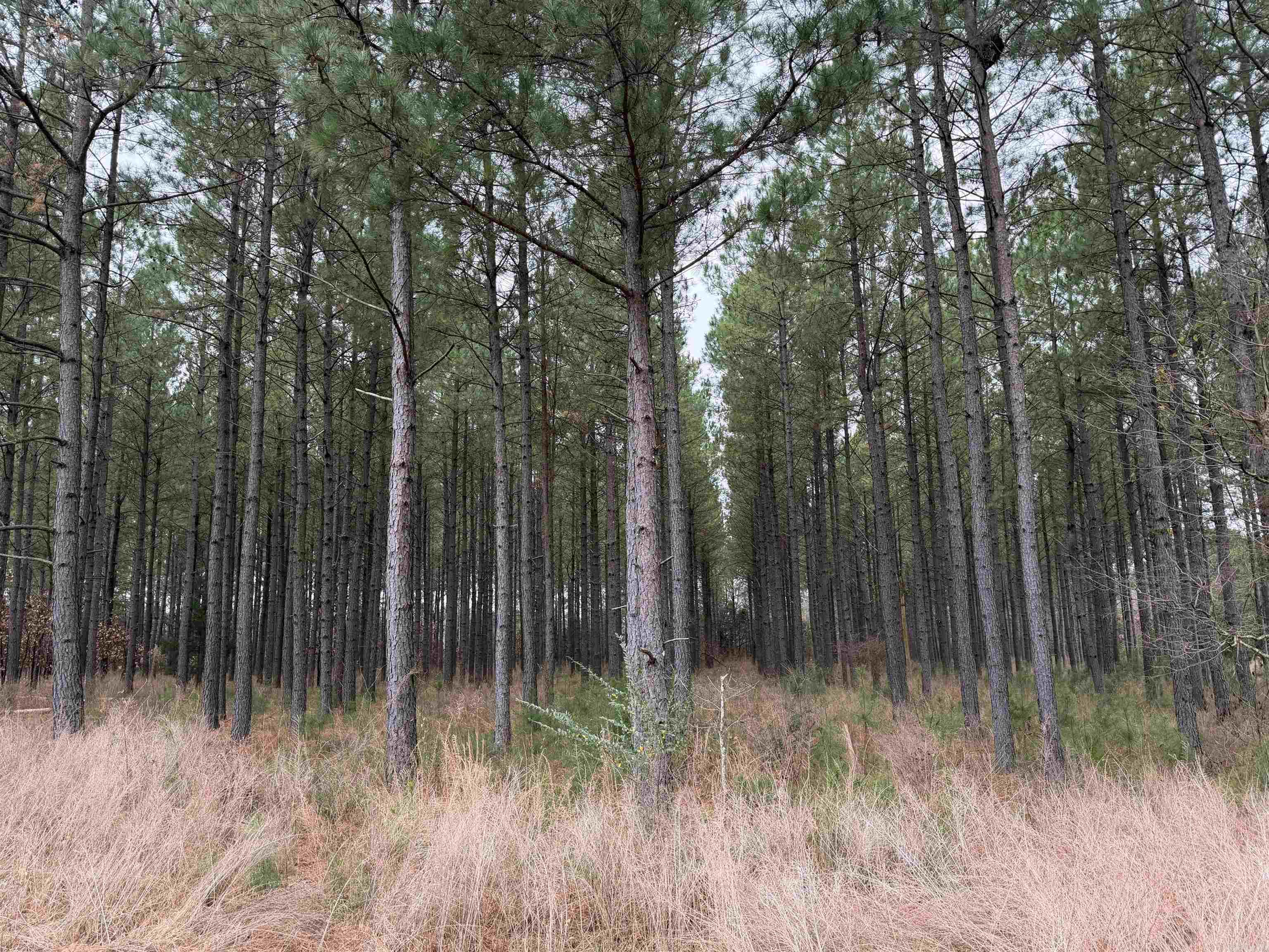 255 Sweet Gum Hollow  Rose Bud, AR