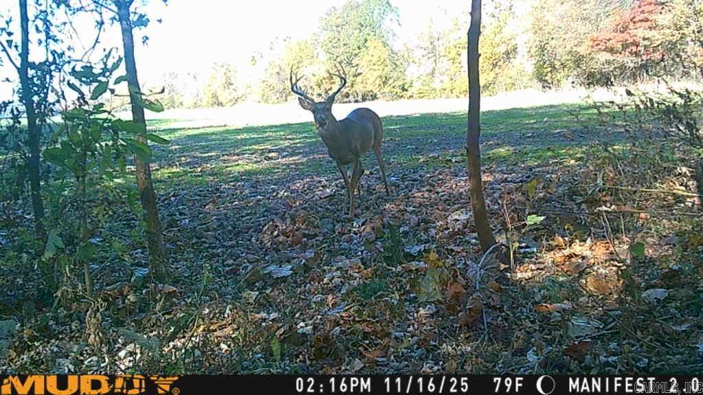 00 sfc 431  Widener, AR