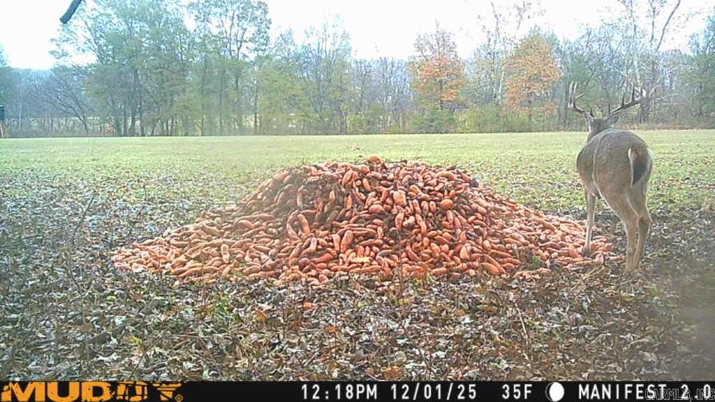 00 sfc 431  Widener, AR