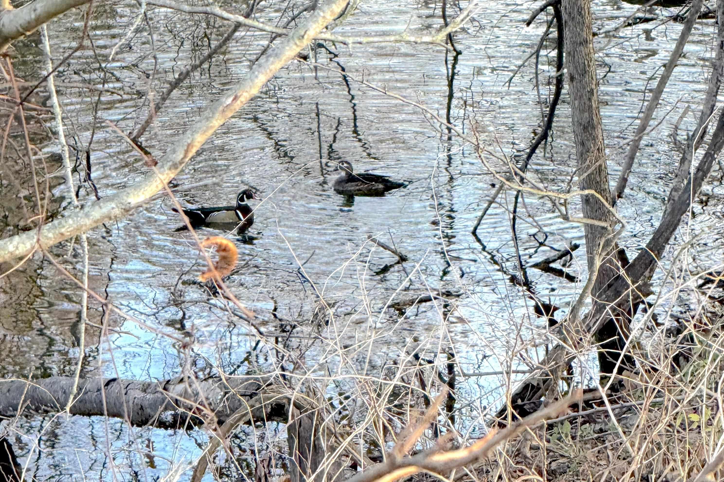 00 sfc 431  Widener, AR