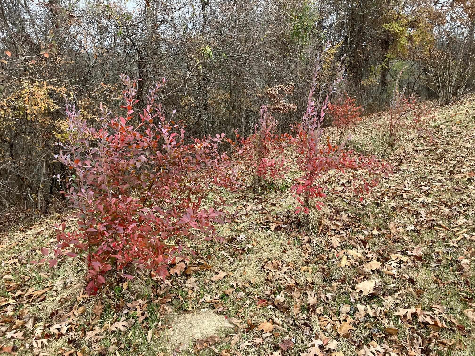 TBD-2 Acres Thompson Creek  Mena, AR