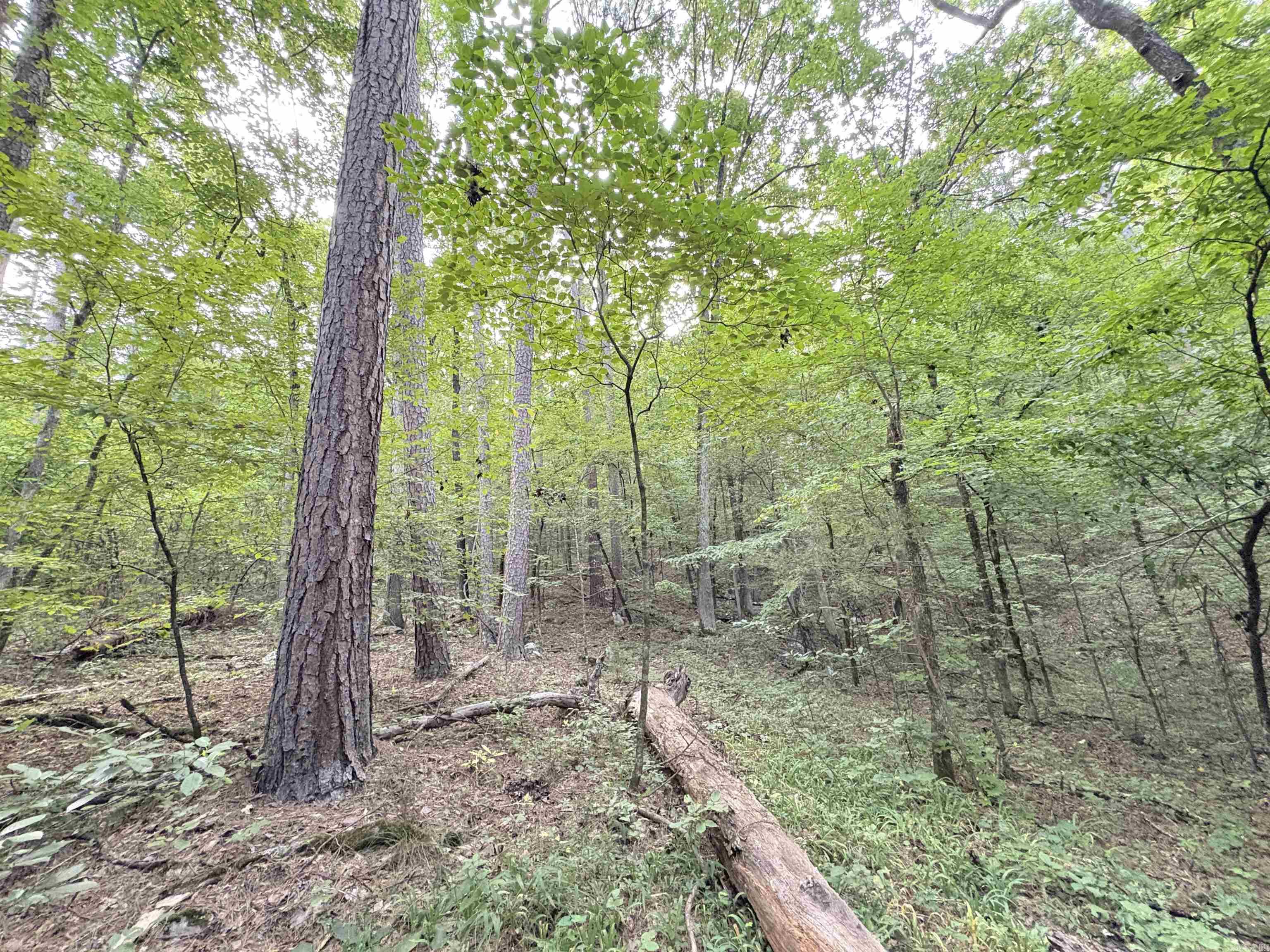 80 acres off of SR 164 W  Dover, AR