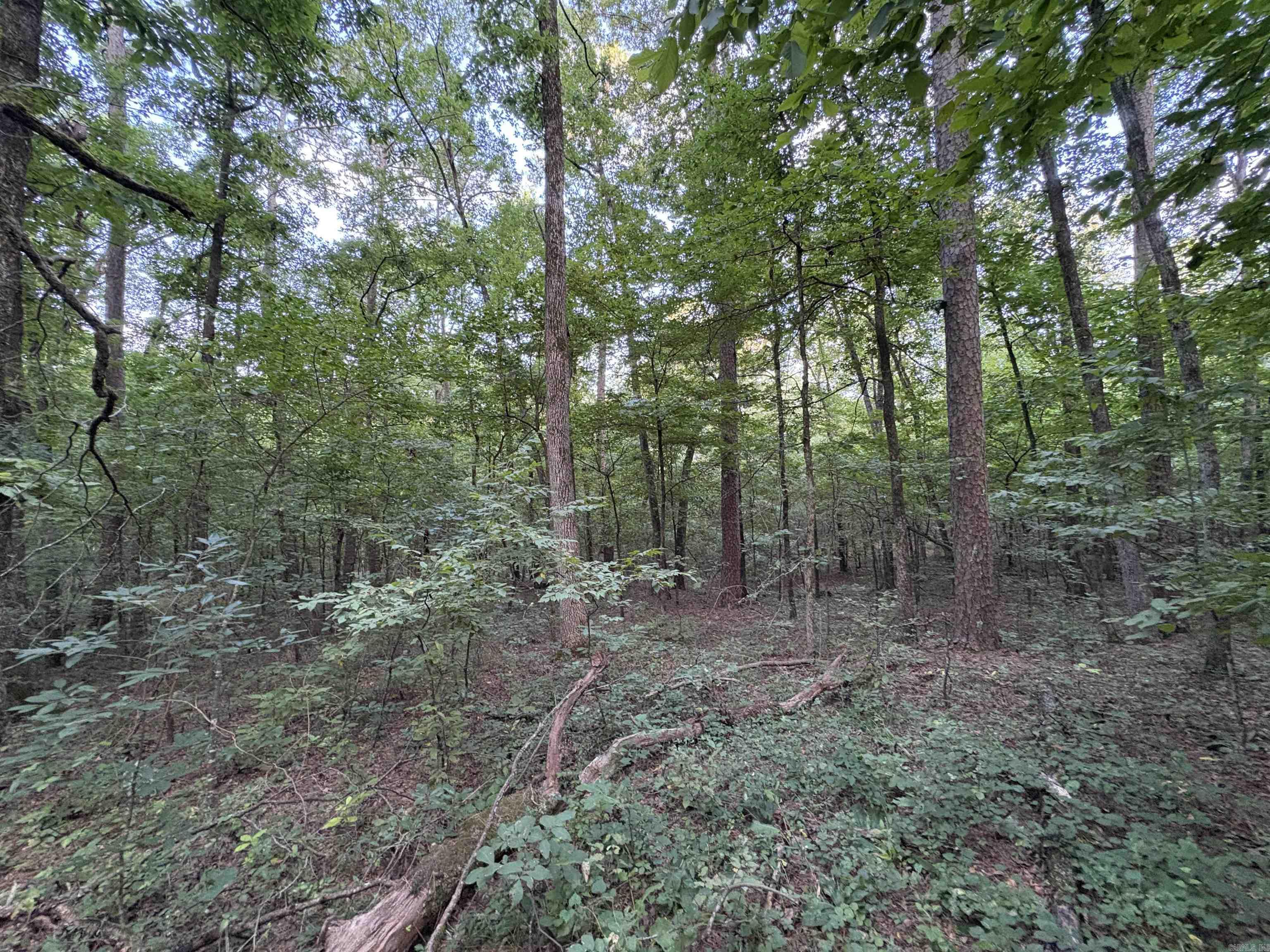 80 acres off of SR 164 W  Dover, AR