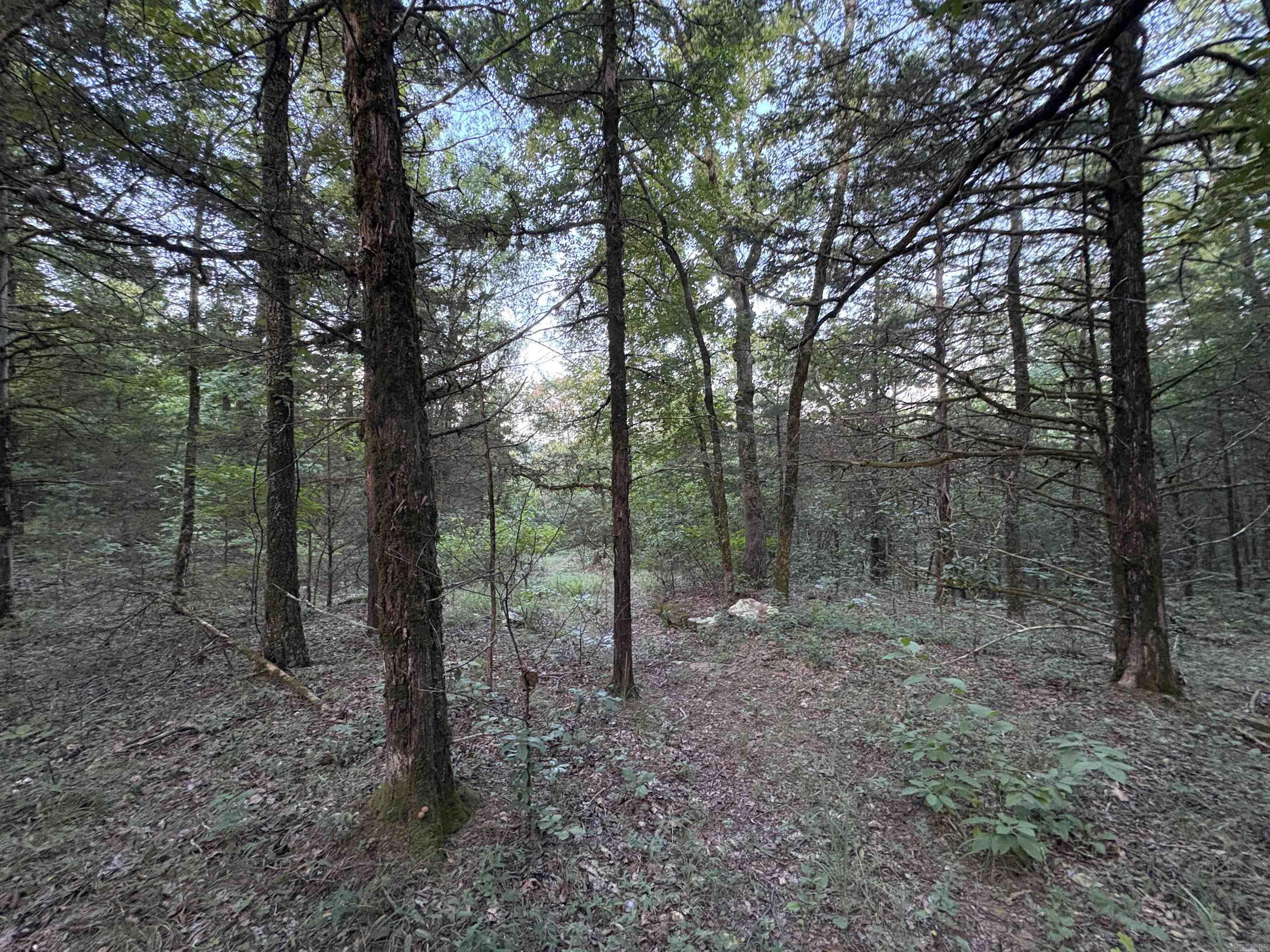 80 acres off of SR 164 W  Dover, AR