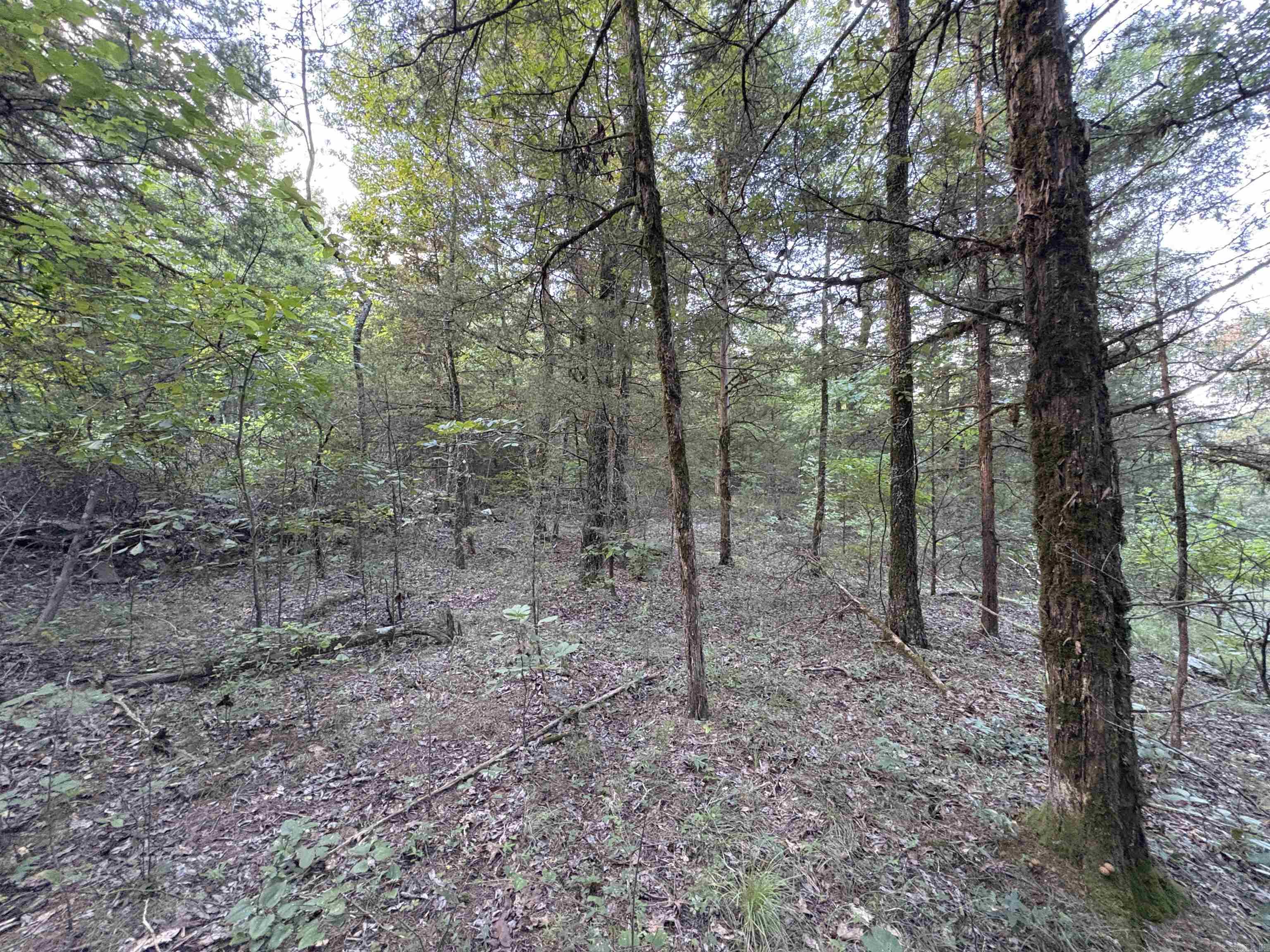 80 acres off of SR 164 W  Dover, AR