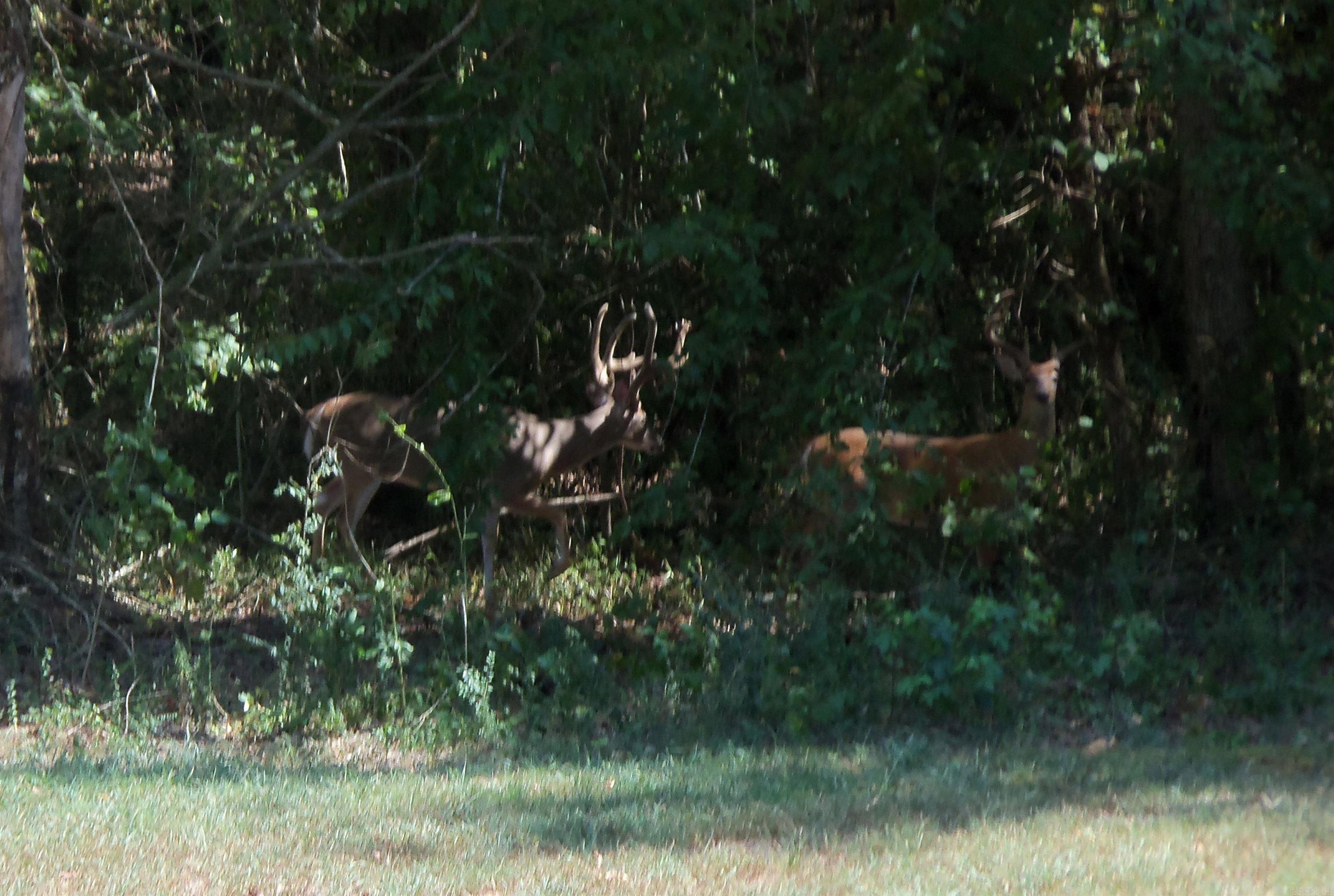 3061 W 84  Umpire, AR