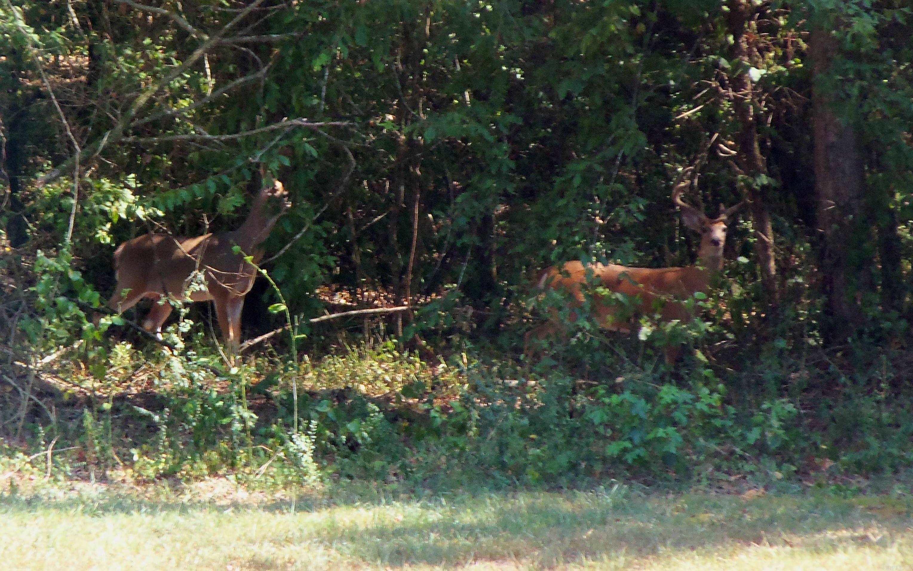 3061 W 84  Umpire, AR