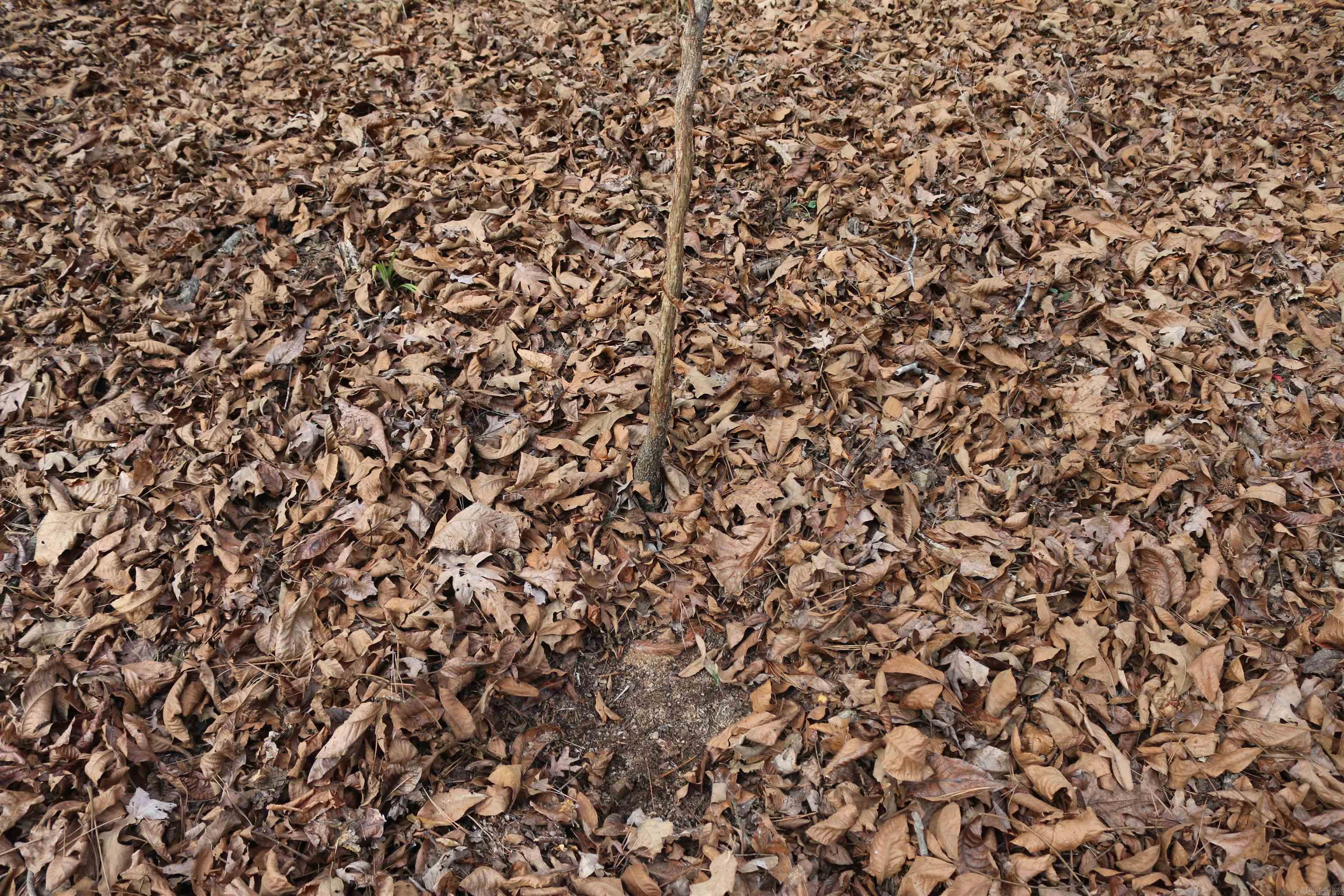 3061 W 84  Umpire, AR