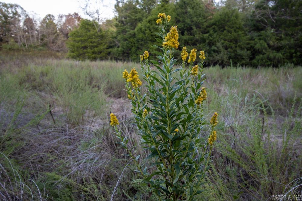 0000 McFarr  Ravenden, AR