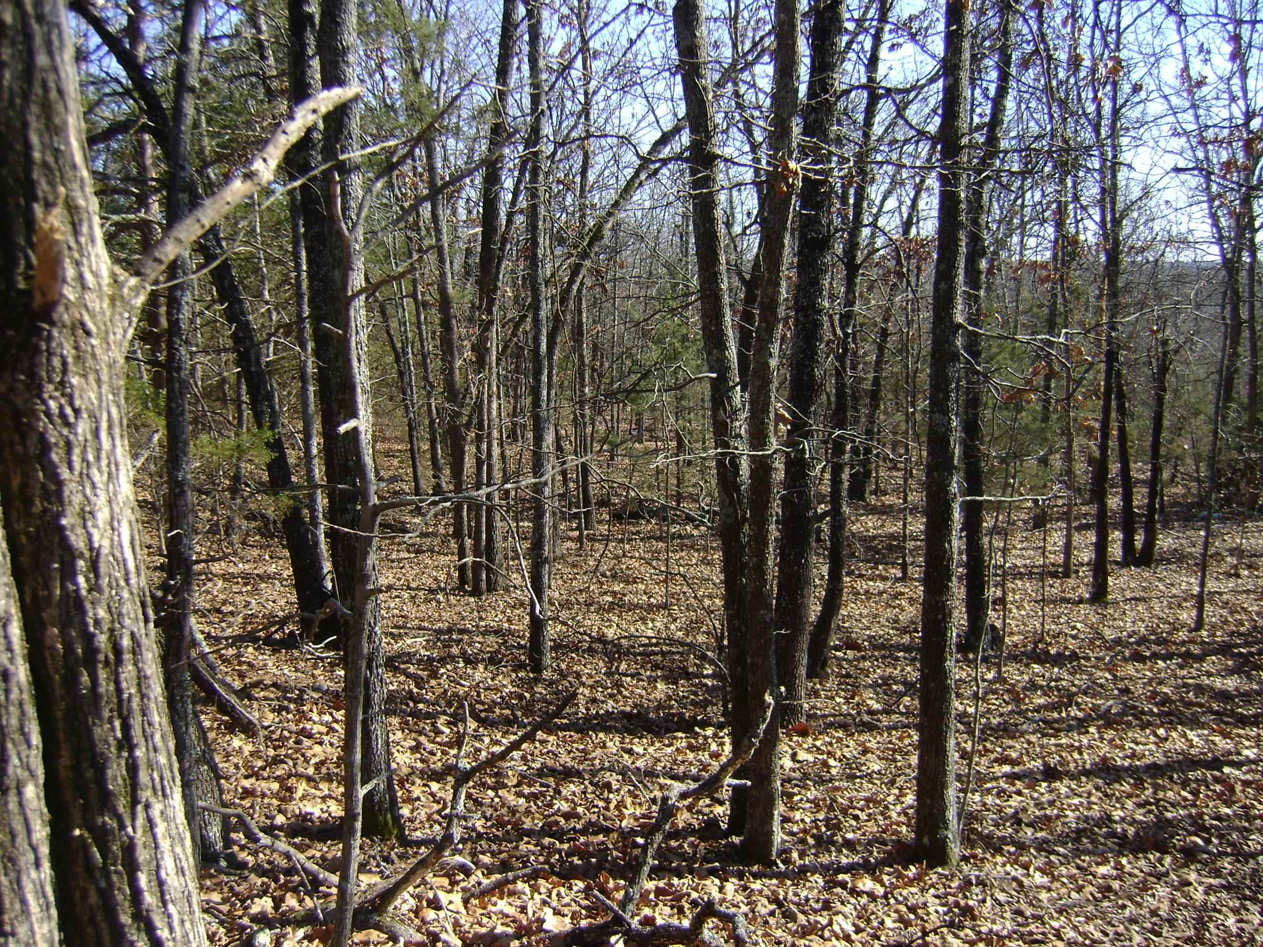 XXX Venture Lane  Ash Flat, AR