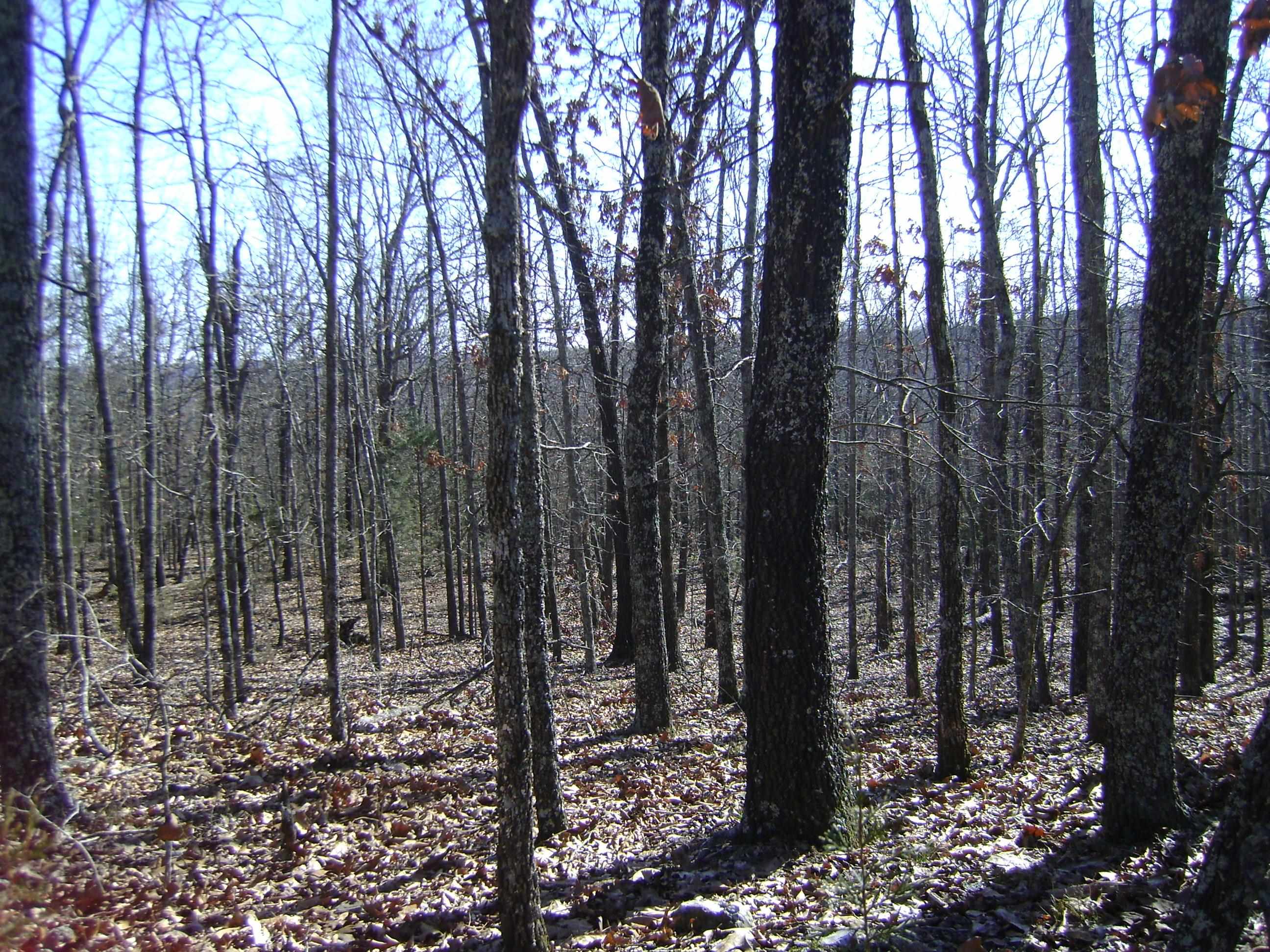 XXX Venture Lane  Ash Flat, AR